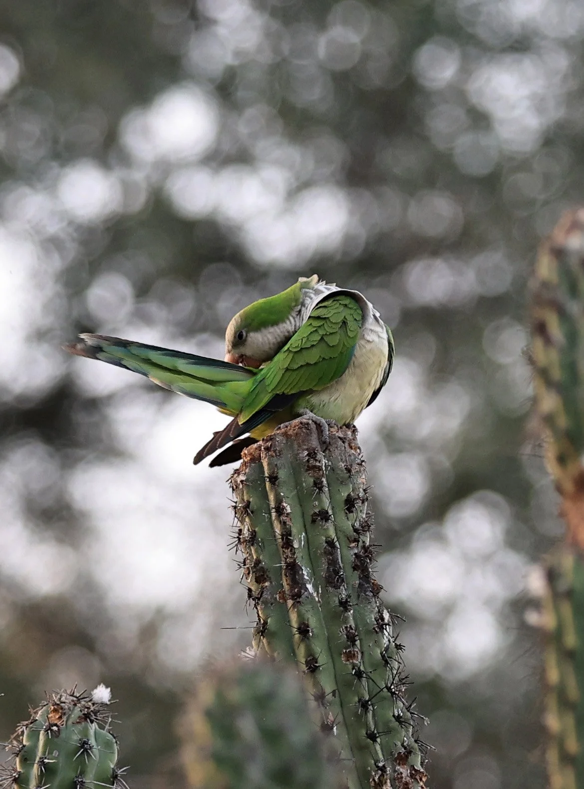 Monk Parakeet (Myiopsitta monachus) Fortin Toledo Paraguay  (7).jpg