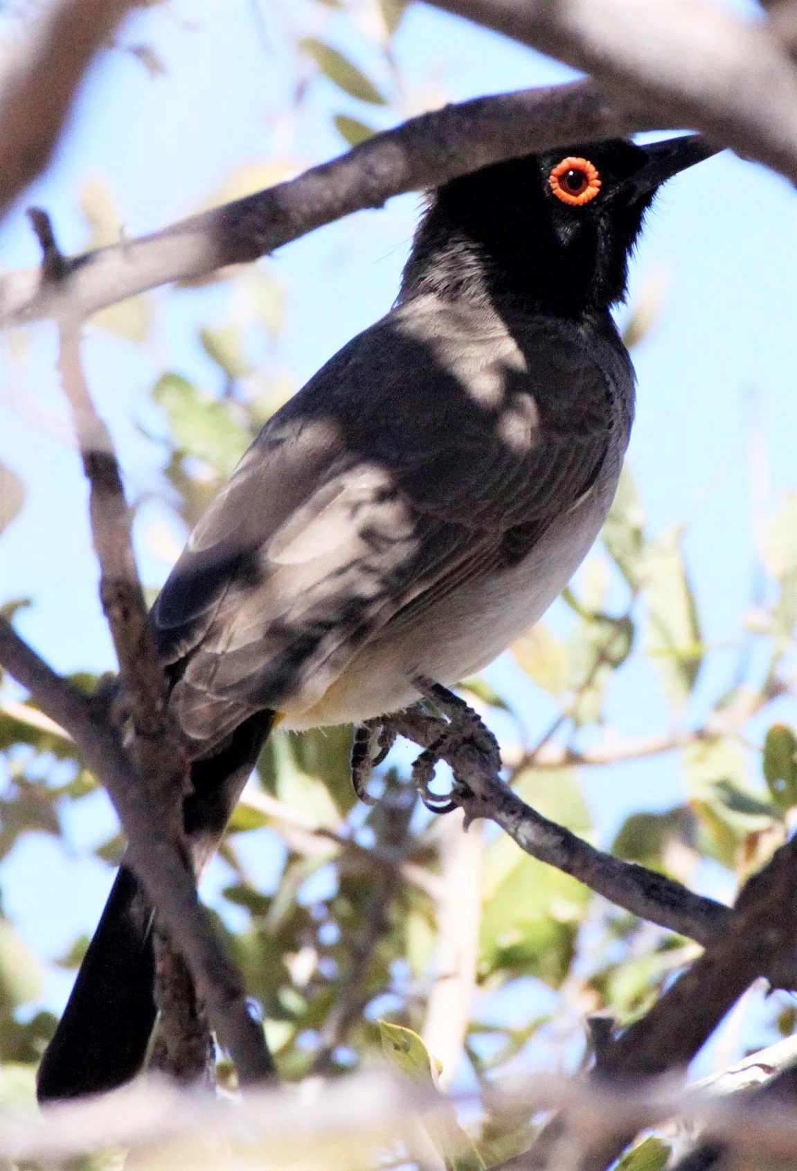 BULBUL - AFRICAN RED-EYED BULBUL (BLACK-FRONTED) - Pycnonotus nigricans - ETOSHA NATIONAL PARK NAMIBIA (5)aa.jpg