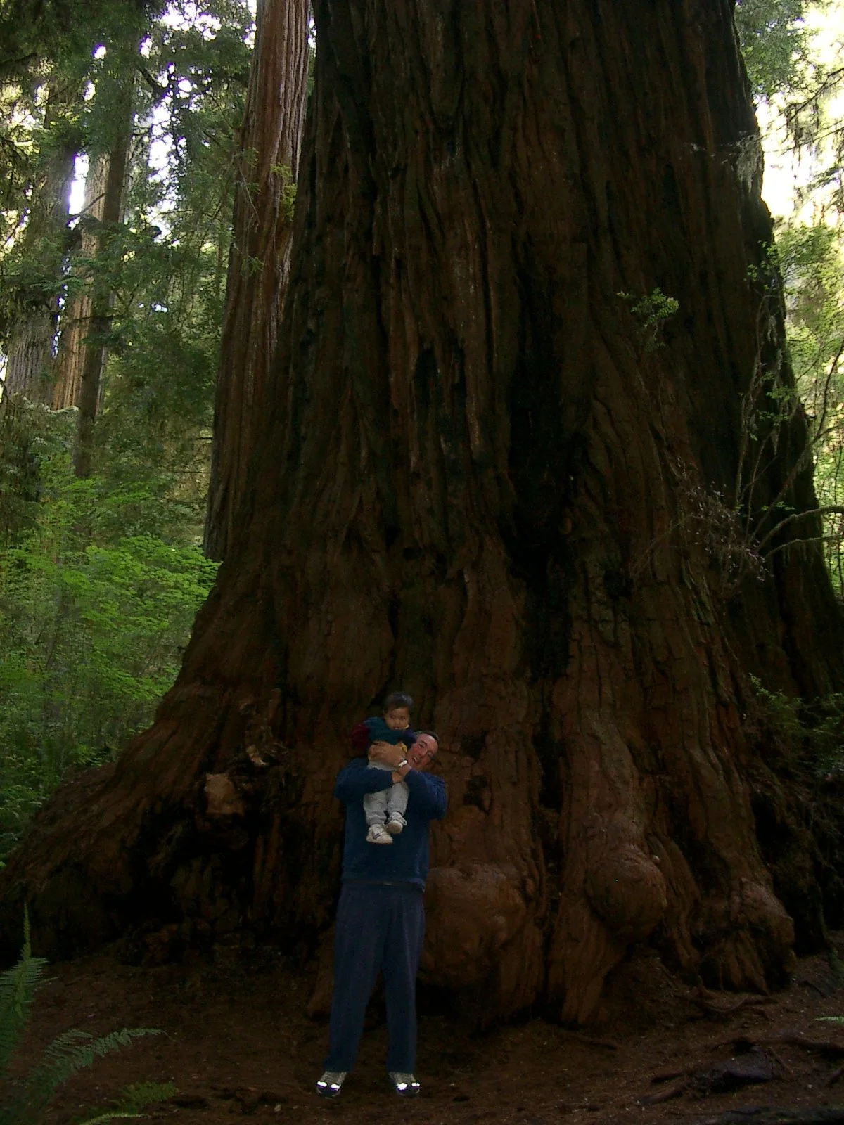 Redwoods NP and Prairie Creek SP