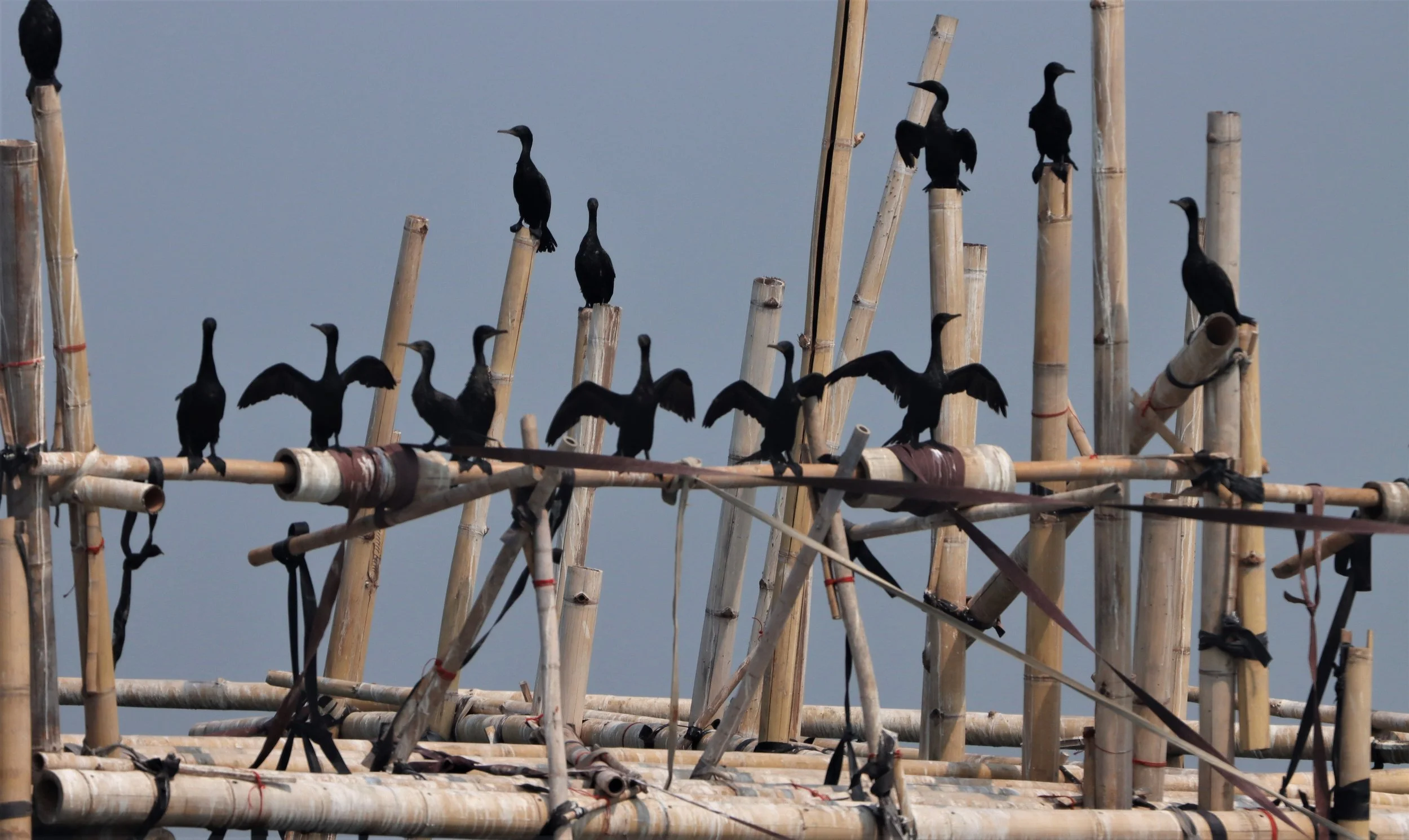 Microcarbo niger - Little Cormorant - Northeastern Gulf of Thailand near Chachoengsao (5).jpg