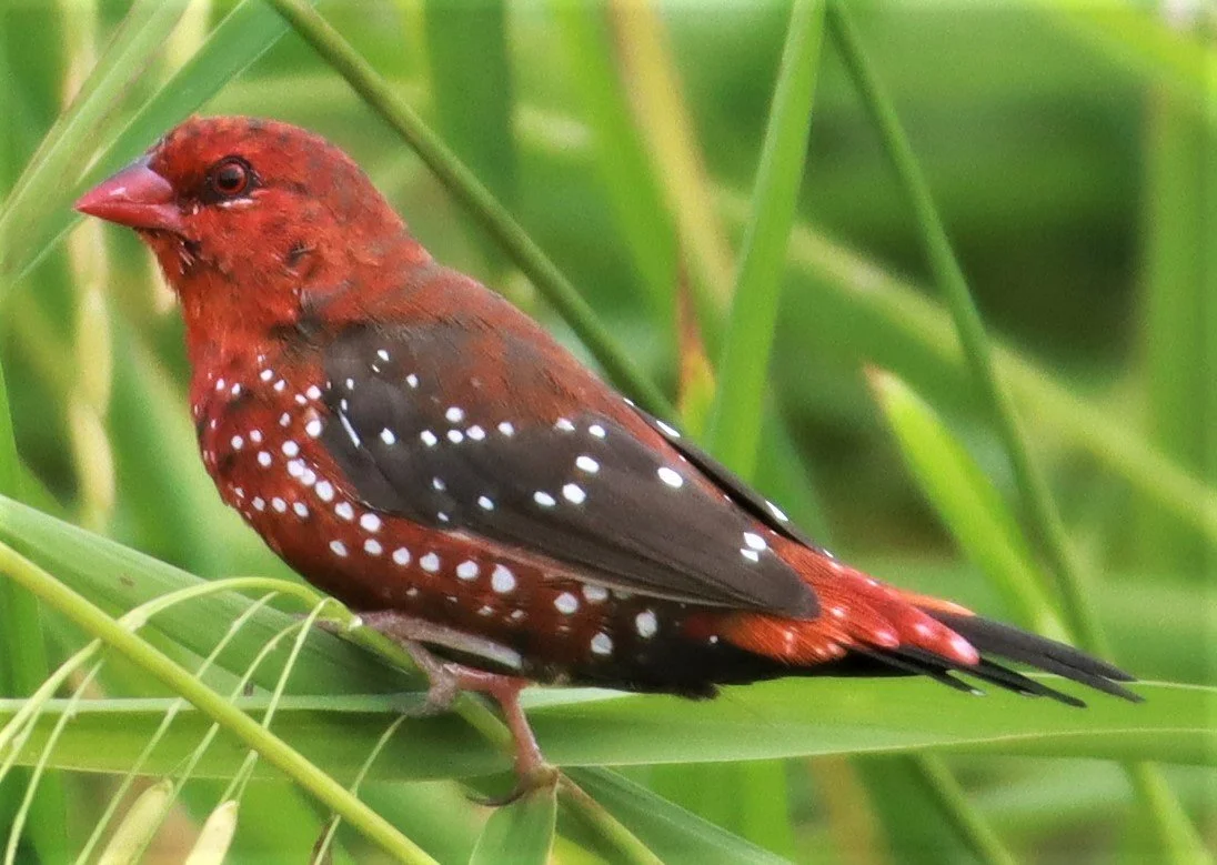 RED AVADAVAT - Amandava amandava - LAD KRABANG  THAP YAO RICE FIELDS AUGUST 14 2021 (128).jpg