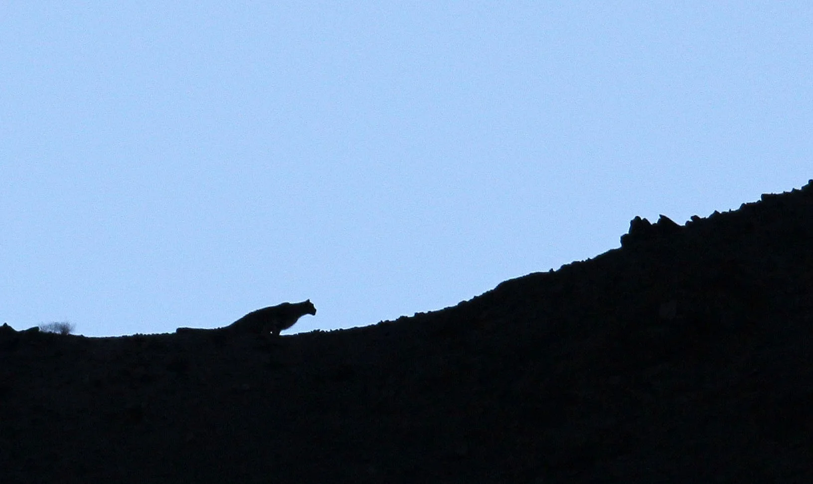 Panthera uncia - SNOW LEOPARD - HEMIS NATIONAL PARK - LADAKH INDIA - JAMMU & KASHMIR STATES (498).JPG