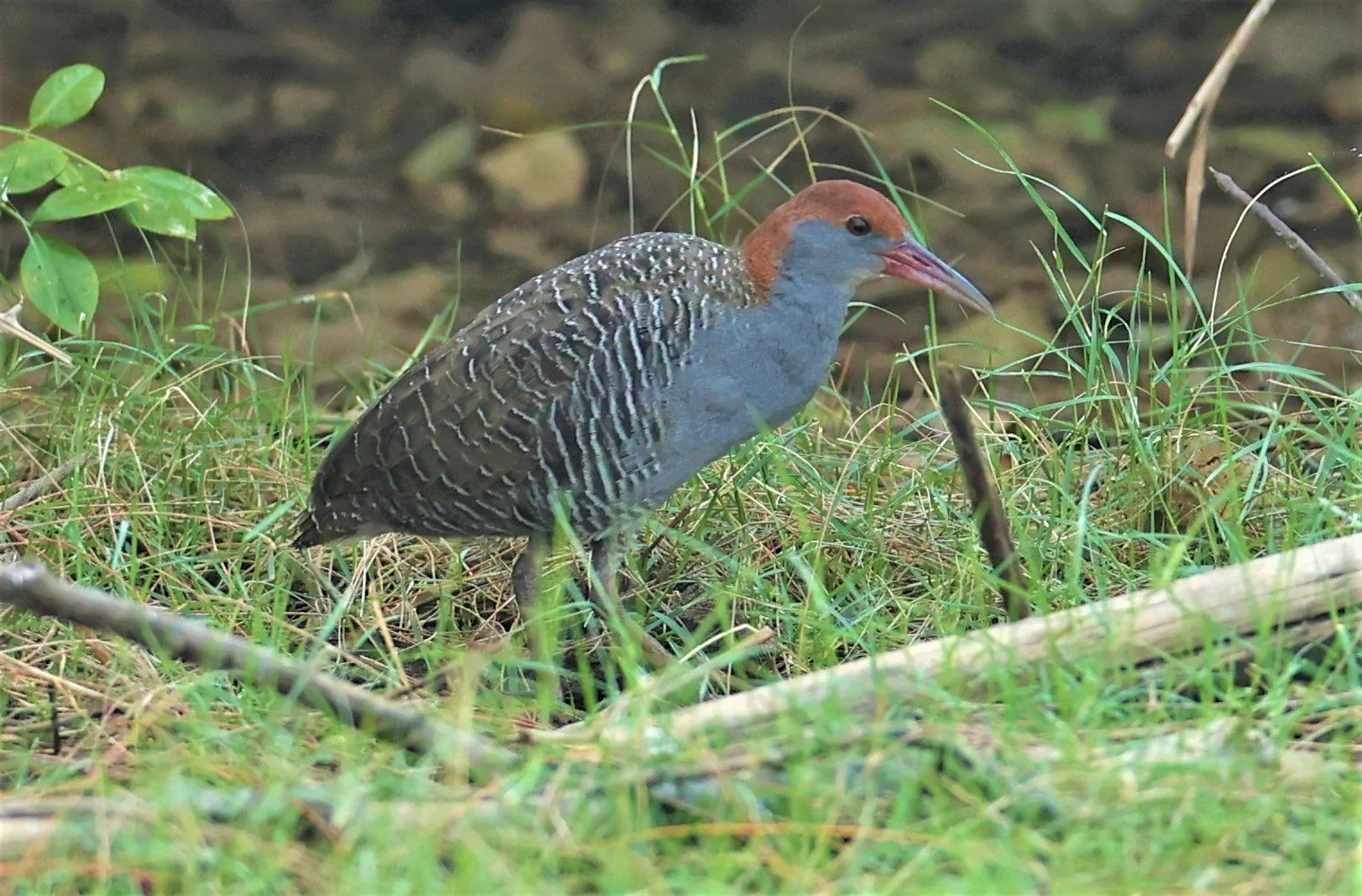 Slaty-breasted Rail (Gallirallus striatus) Khao Sam Roi Yod Wetlands 