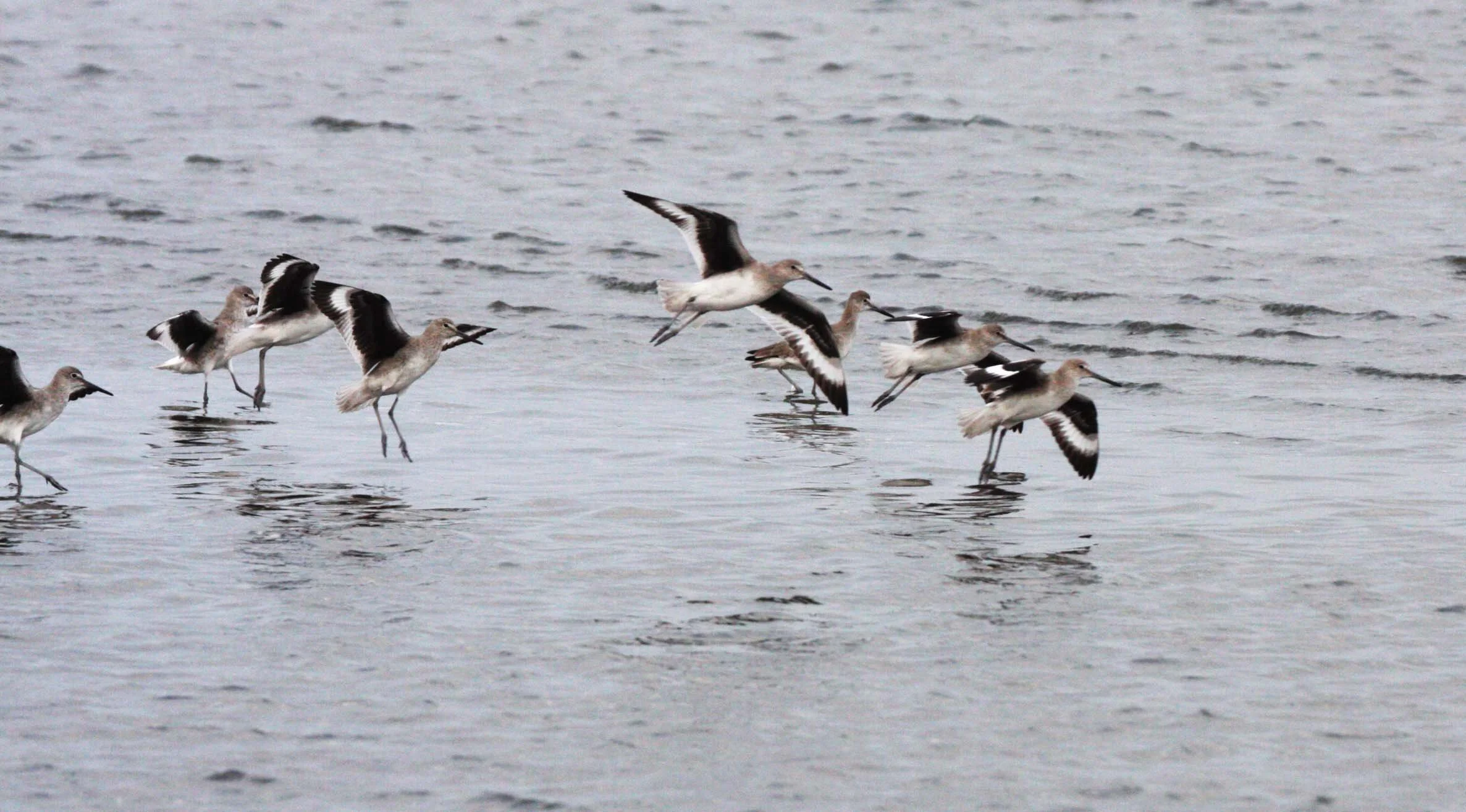 BIRD - WILLET - SAN IGNACIO LAGOON BAJA MEXICO (4).JPG