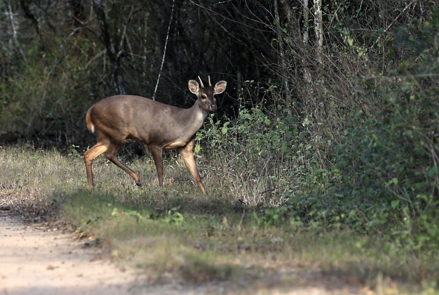 Southern Brown Brocket (Subulo gouazoubira) Selva Serena Natural Reserve (16).jpg