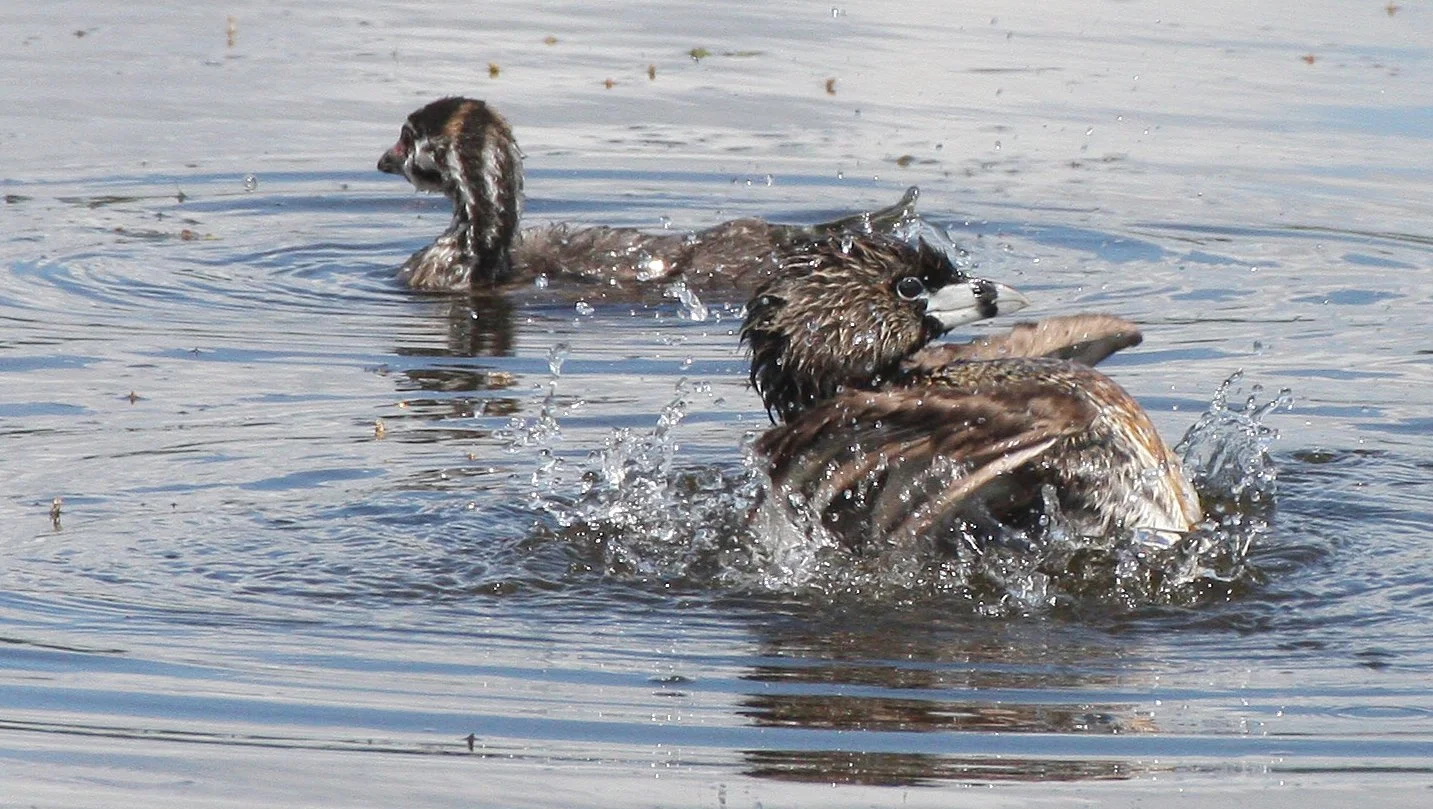 Pied-billed Grebe (Podilymbus podiceps) Ridgefield NWR Washington (47).jpg