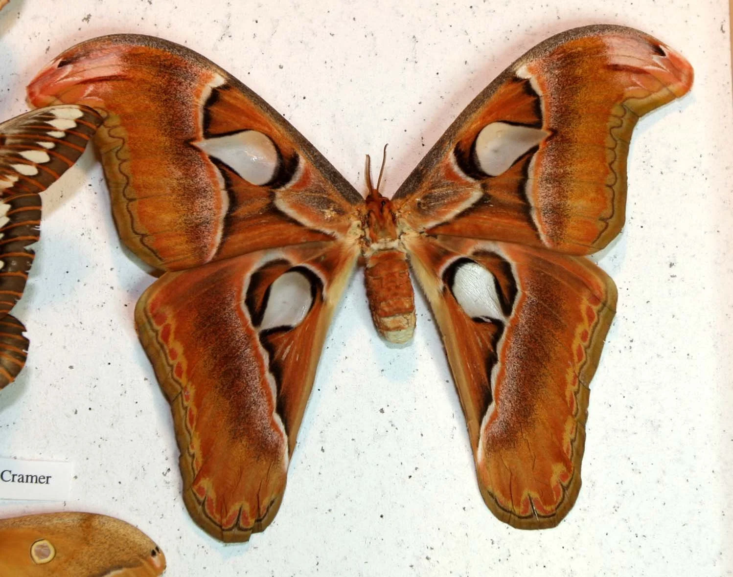 Order Lepidoptera - Moths & Butterflies — Coke Smith Wildlife