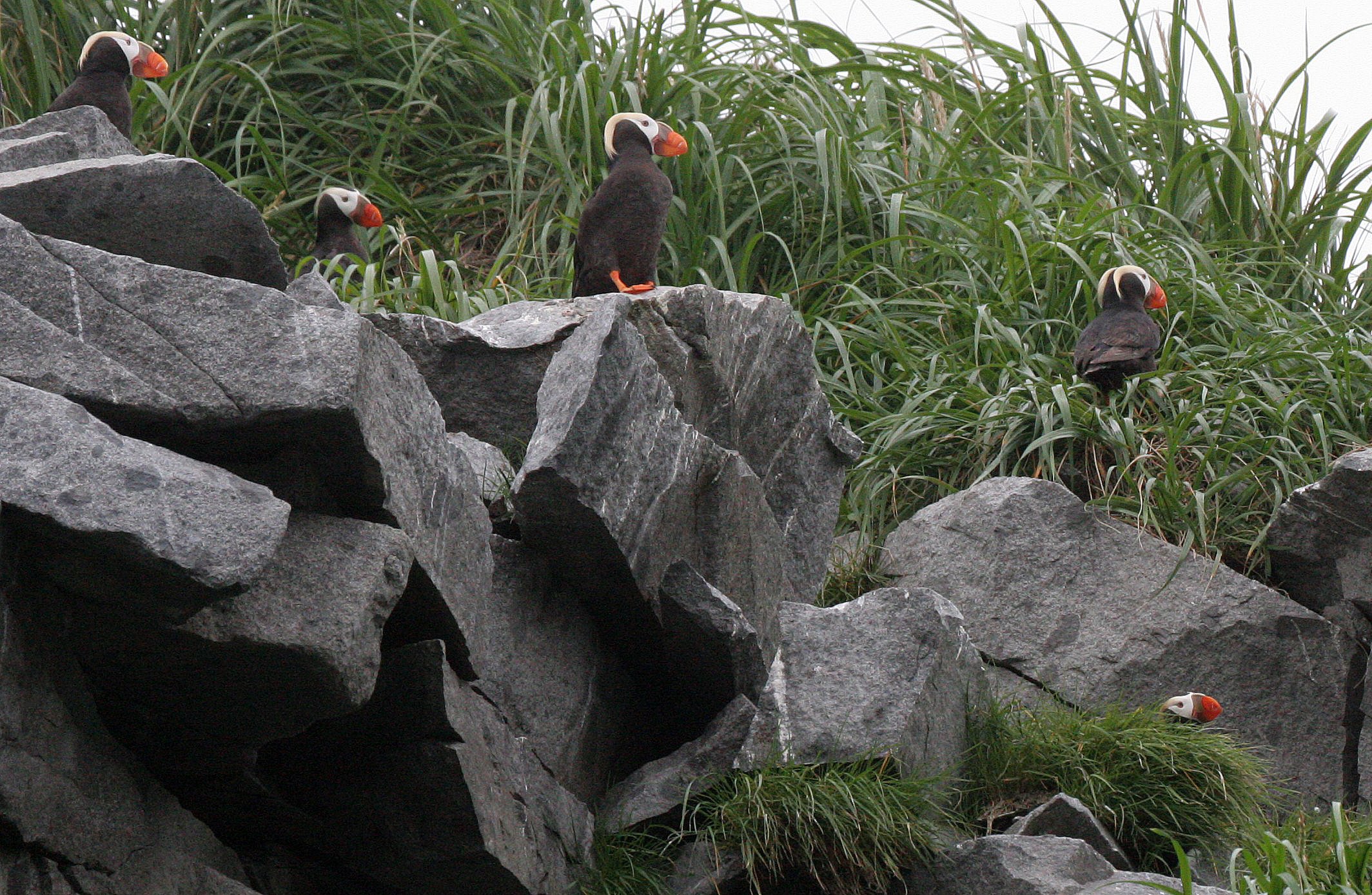 Fratercula cirrhata - TUFTED PUFFIN - COAST OF KAMCHATKA (86).jpg