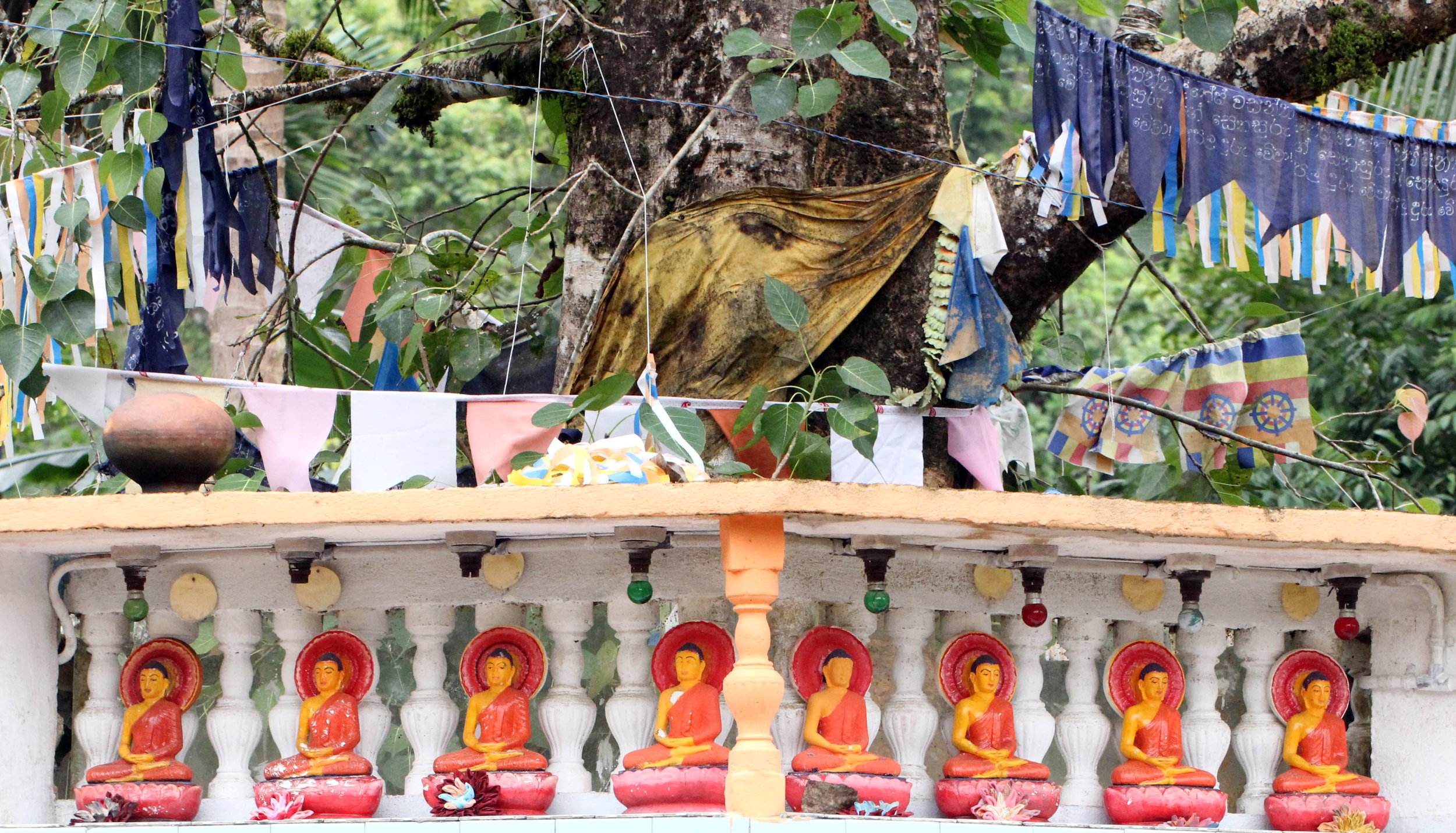 KITULGALA FOREST PRESERVE, SRI LANKA (102).JPG