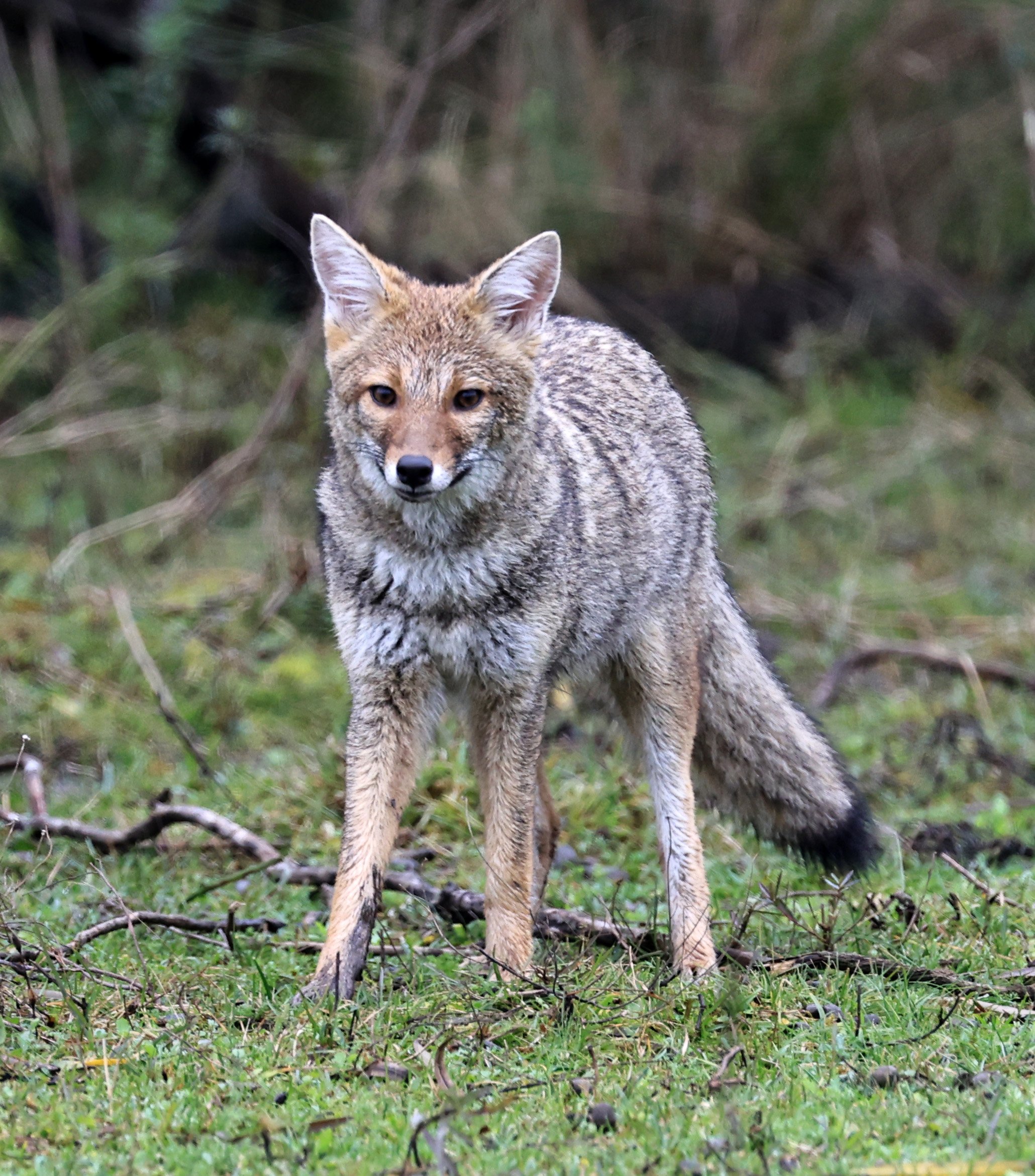 Pampas Fox (Lycalopex gymnocercus) El Palmar National Park, Entre Rios, Argentina day 2 (4).jpg