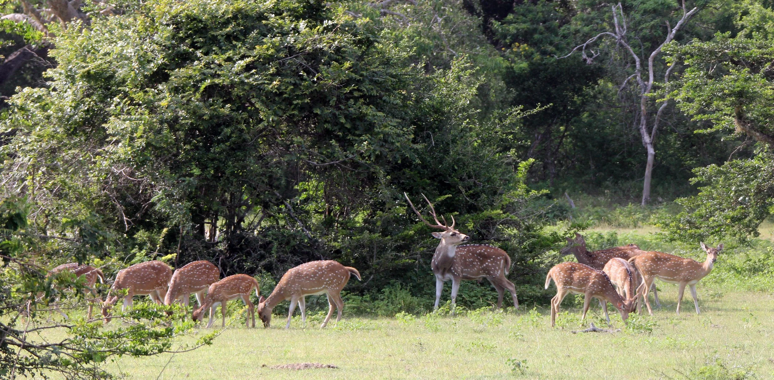Axis axis ceylonensis - SRI LANKA SPOTTED DEER - YALA NATIONAL PARK SRI LANKA (1).JPG