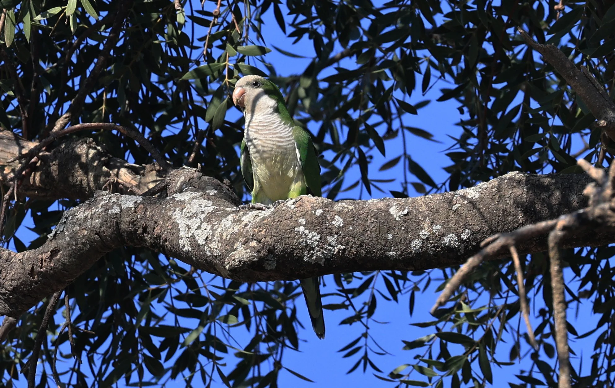 Monk Parakeet (Myiopsitta monachus) Agua Dulce Paraguay (4).jpg