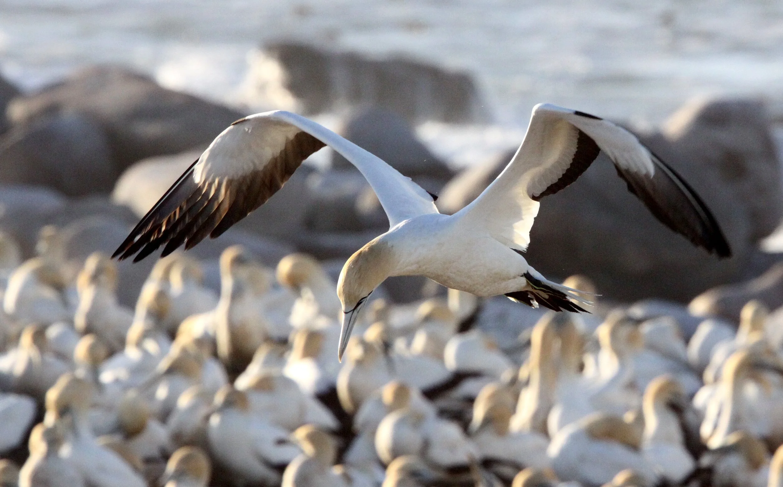 Cape gannet (Morus capensis) Lambert's Bay South Africa (28).JPG