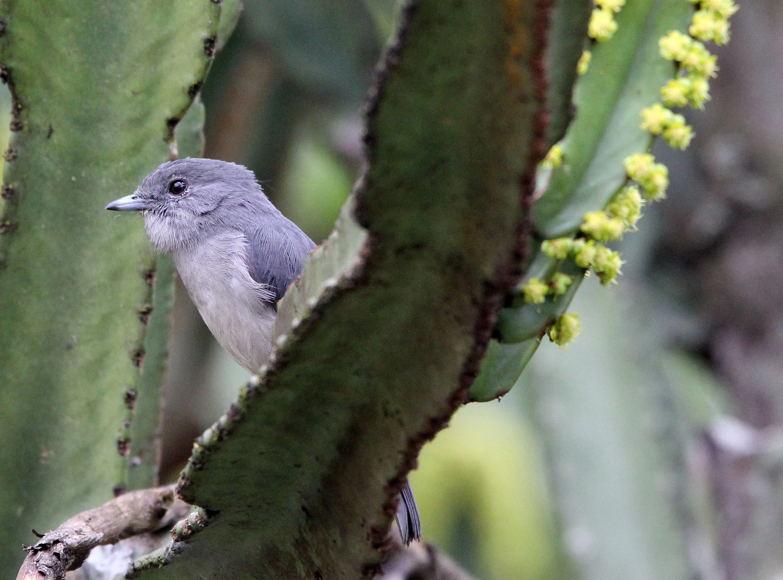 BIRD - FLYCATCHER - ASHY FLYCATCHER - MUSCICAPA CAERULESCENS - RUHENGERI RWANDA (4).JPG