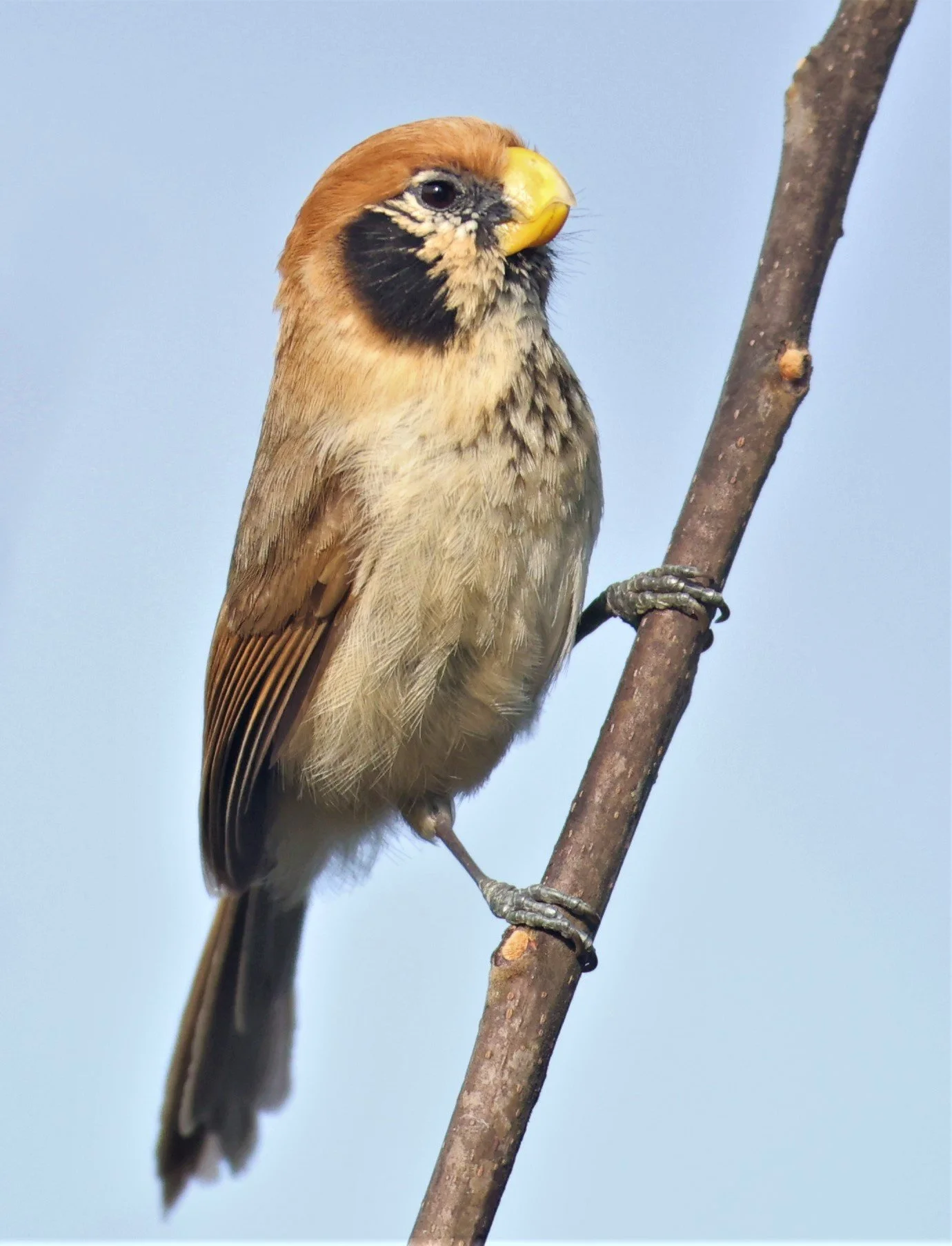 PARROTBILL - SPOT-BREASTED PARROTBILL - Paradoxornis guttaticollis - DOI SAN JU (DOI LANG WEST) FEB 2022 (5).jpg