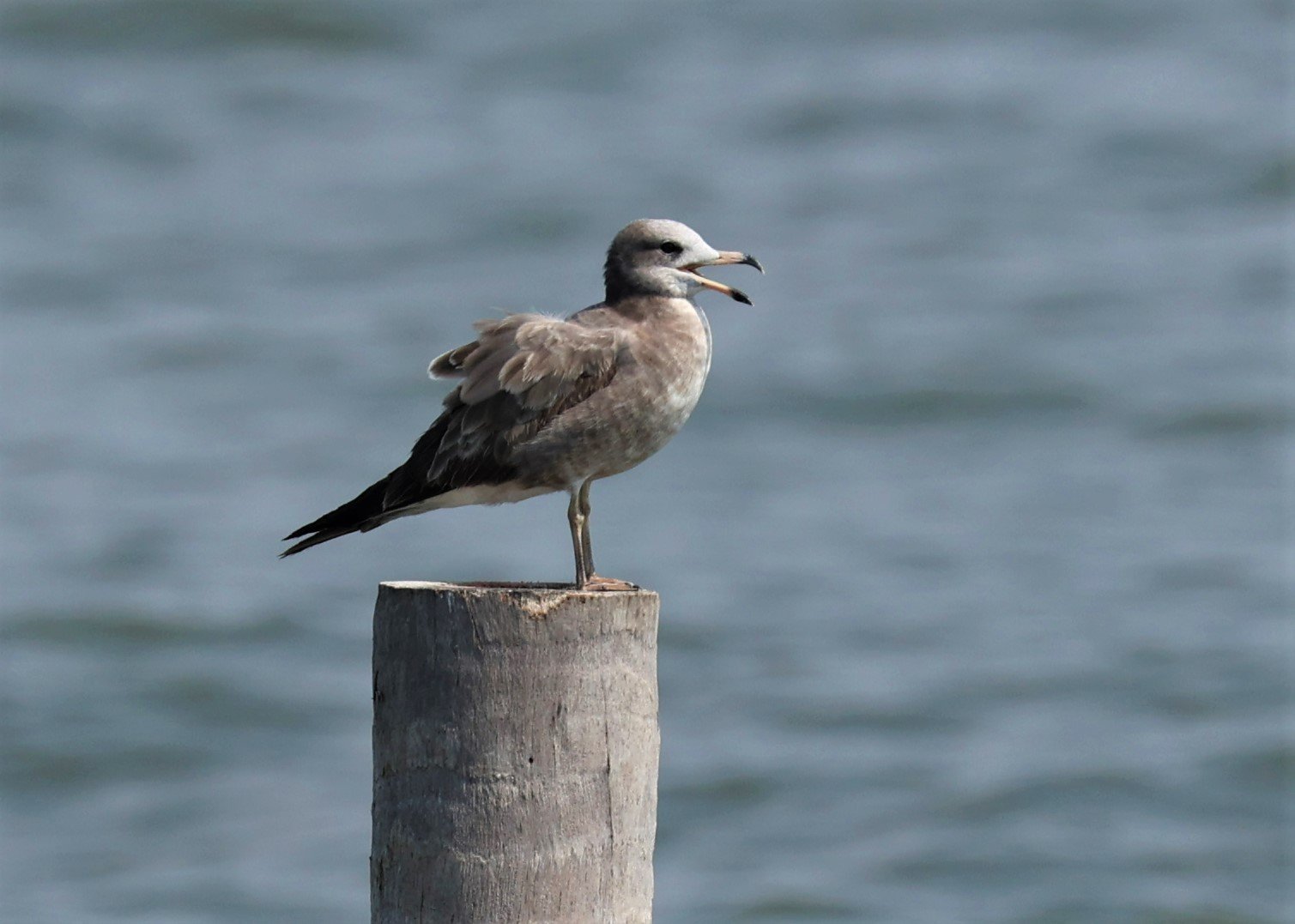 GULL - BLACK-TAILED GULL - Larus crassirostris - GULF OF SIAM OFF BANGKOK & SAMUT SAKHORN FEB 05 2022 (20).jpg