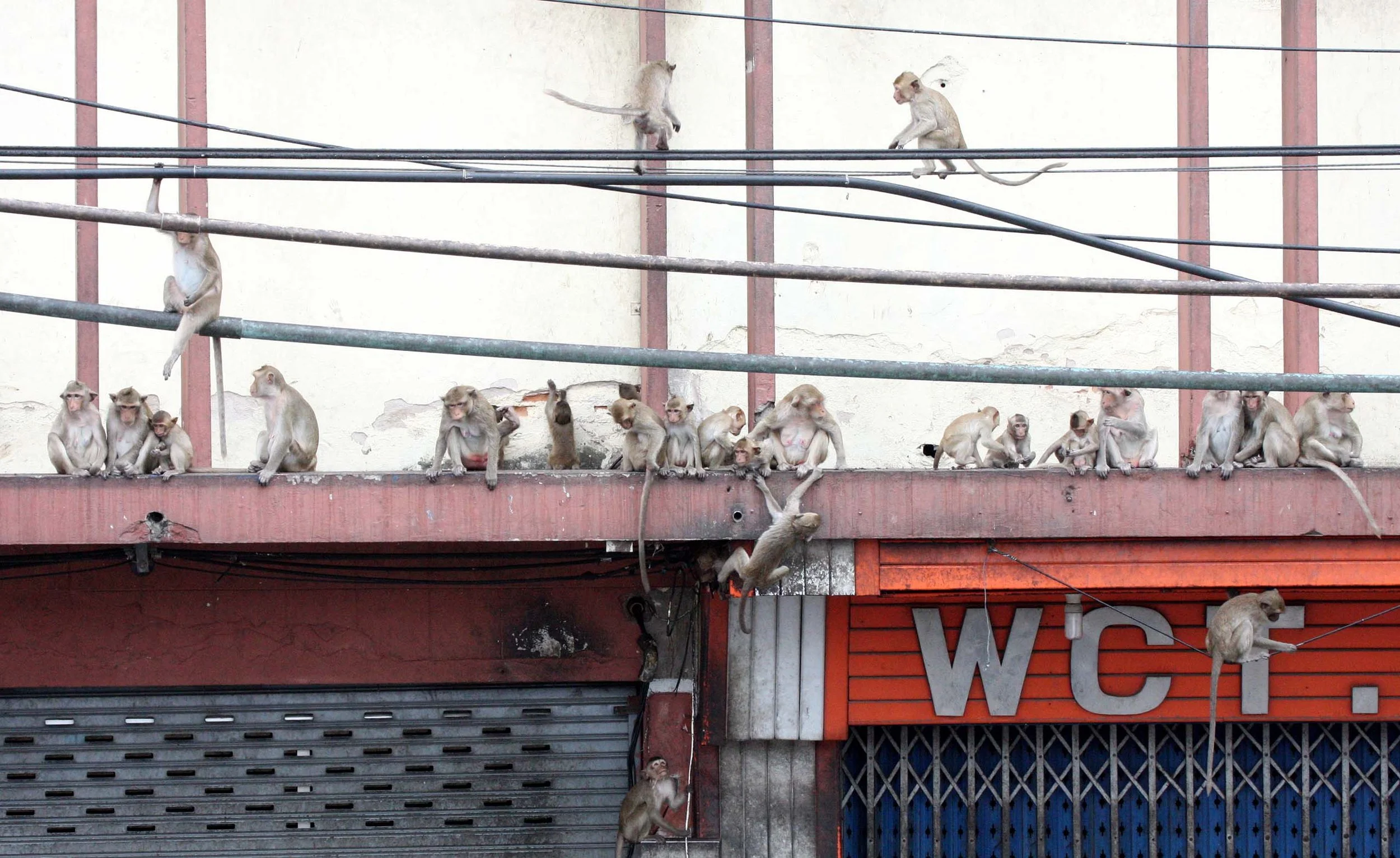 2008 Lopburi Road Trip with Macaques and Temples (41).JPG