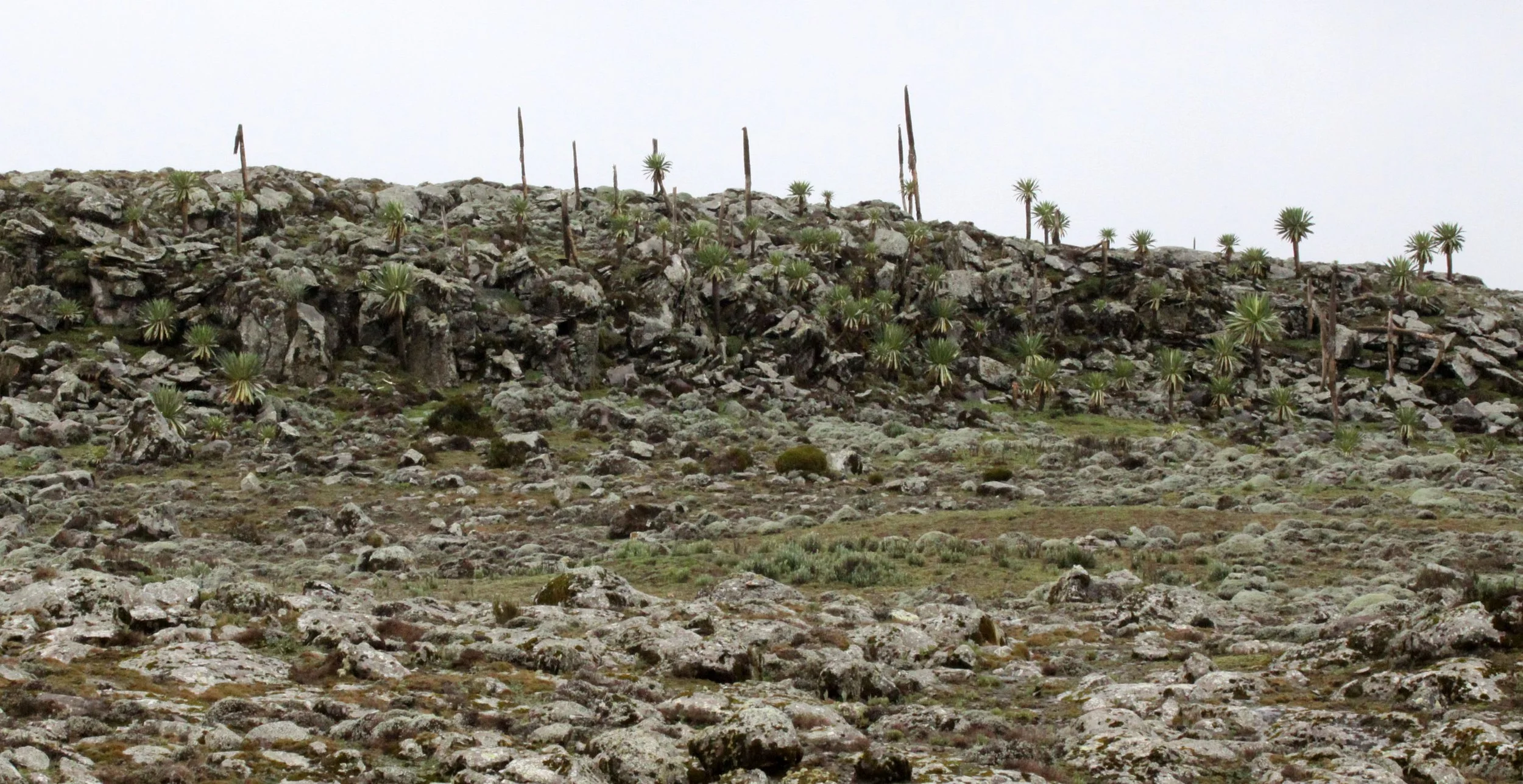 BALE MOUNTAINS NATIONAL PARK ETHIOPIA (46).JPG