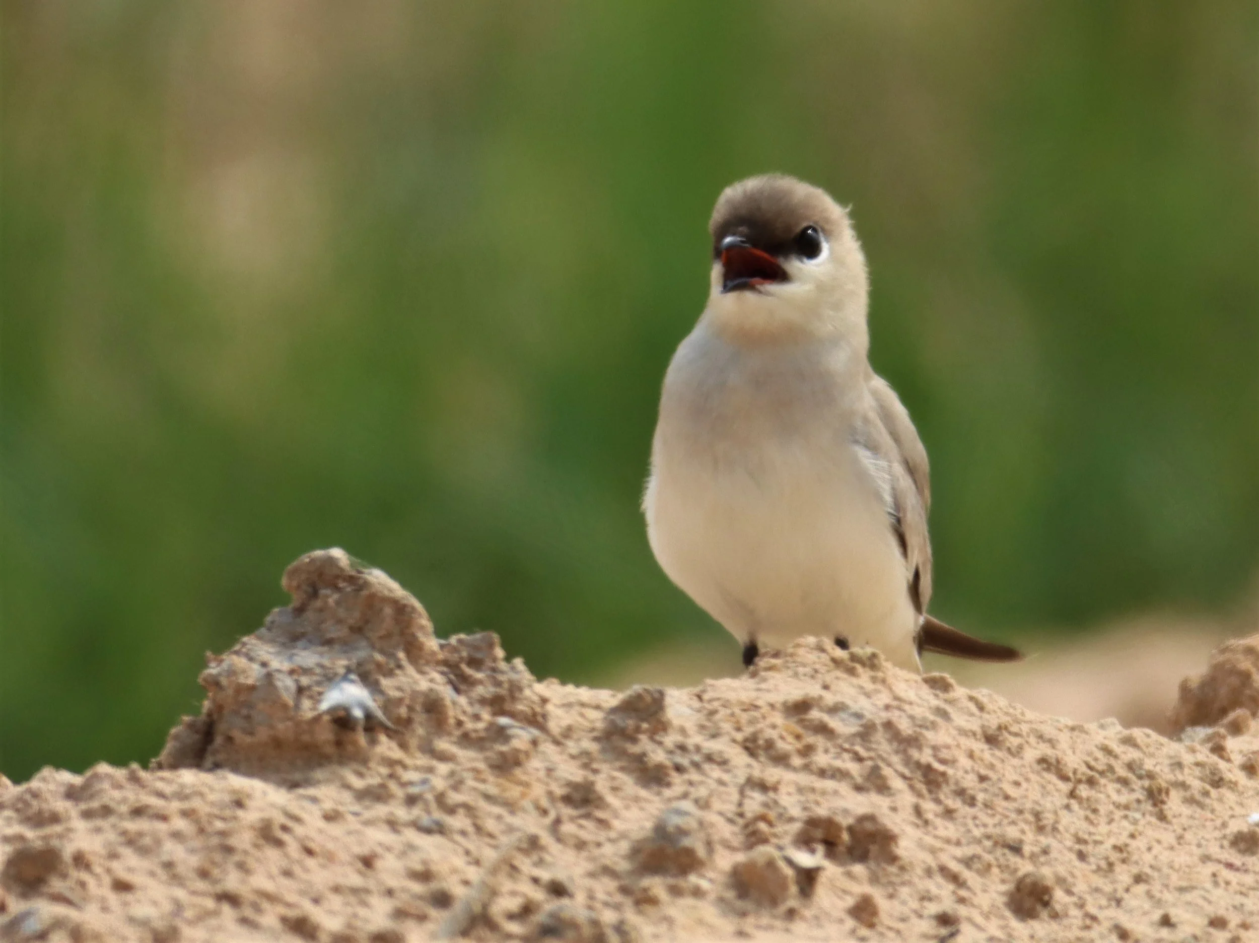 PRATINCOLE - SMALL PRATINCOLE - Glareola lactea - KABIN BURI WETLANDS 15KM OUT ON 304 (245).jpg