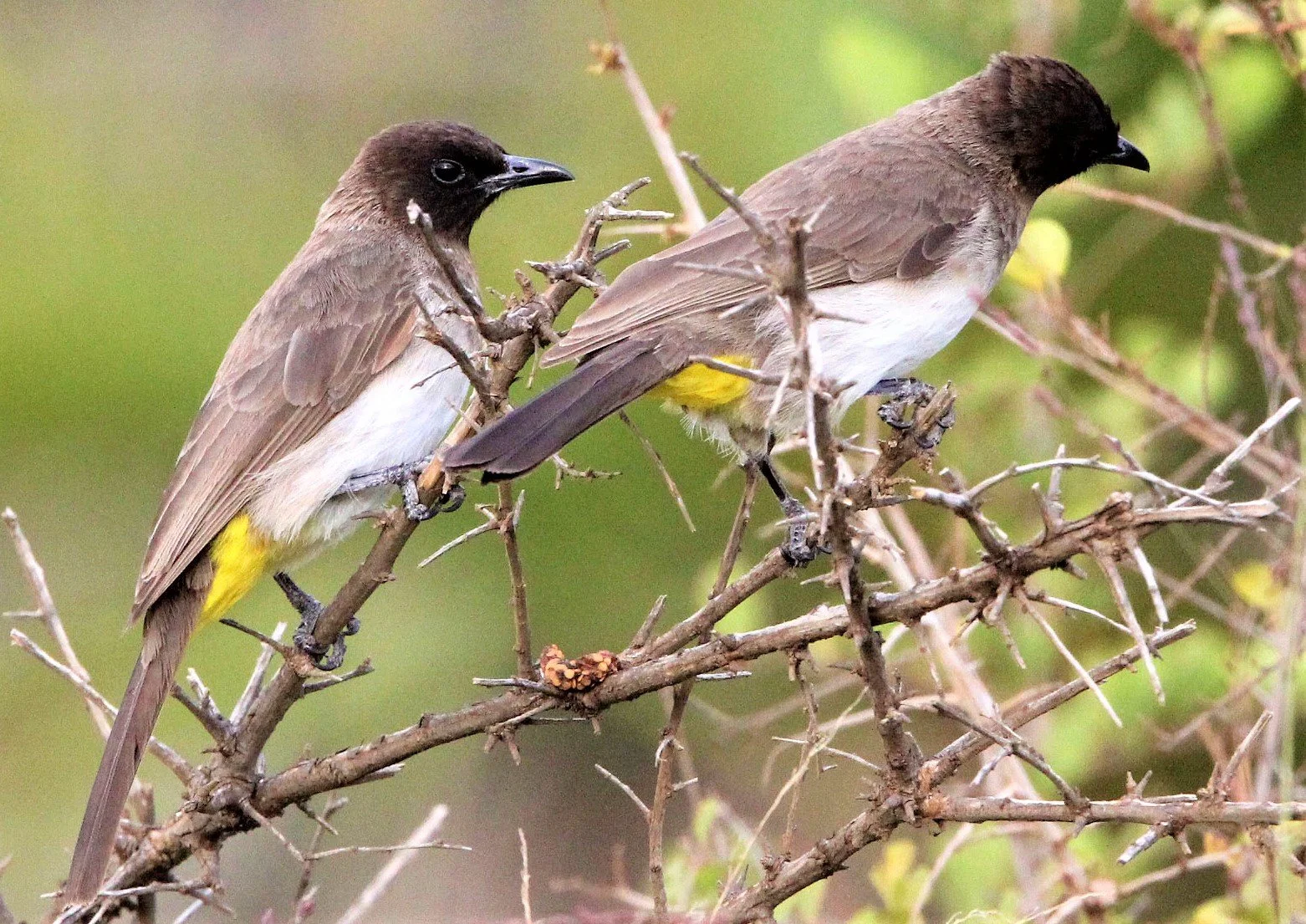 BULBUL - COMMON BULBUL - Pycnonotus barbatus - MASAI MARA NATIONAL PARK KENYAaa.jpg