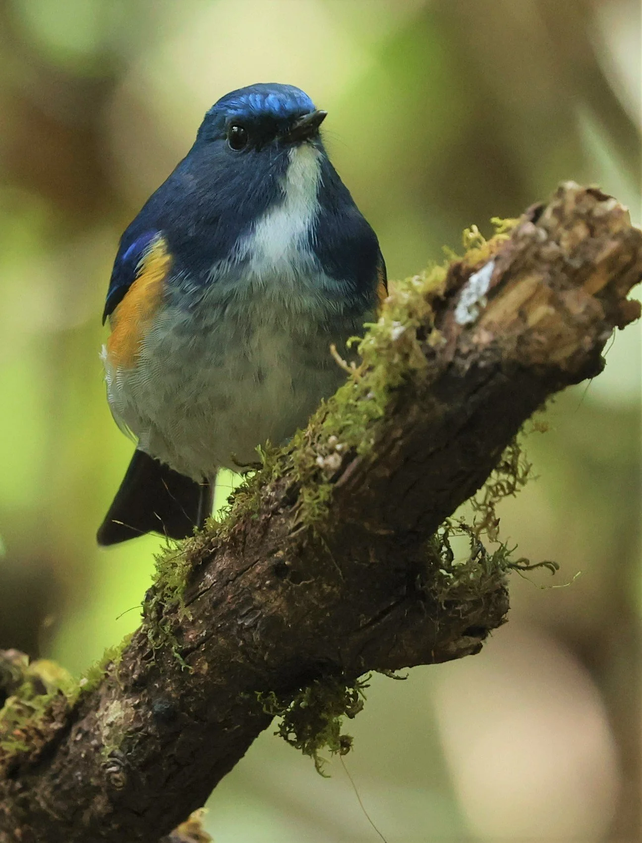 BLUETAIL - HIMALAYAN BLUETAIL - Tarsiger rufilatus - DOI PHA HOM POK NP DOI LANG EAST FEB 2022 (89).jpg