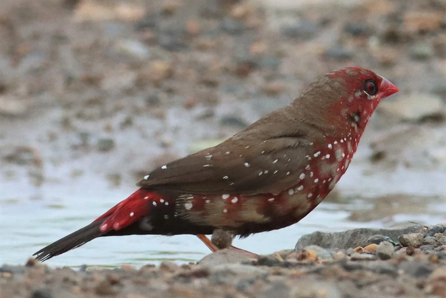 RED AVADAVAT - Amandava amandava - THAP YAO RICE FIELDS LAT KRABANG (86).jpg