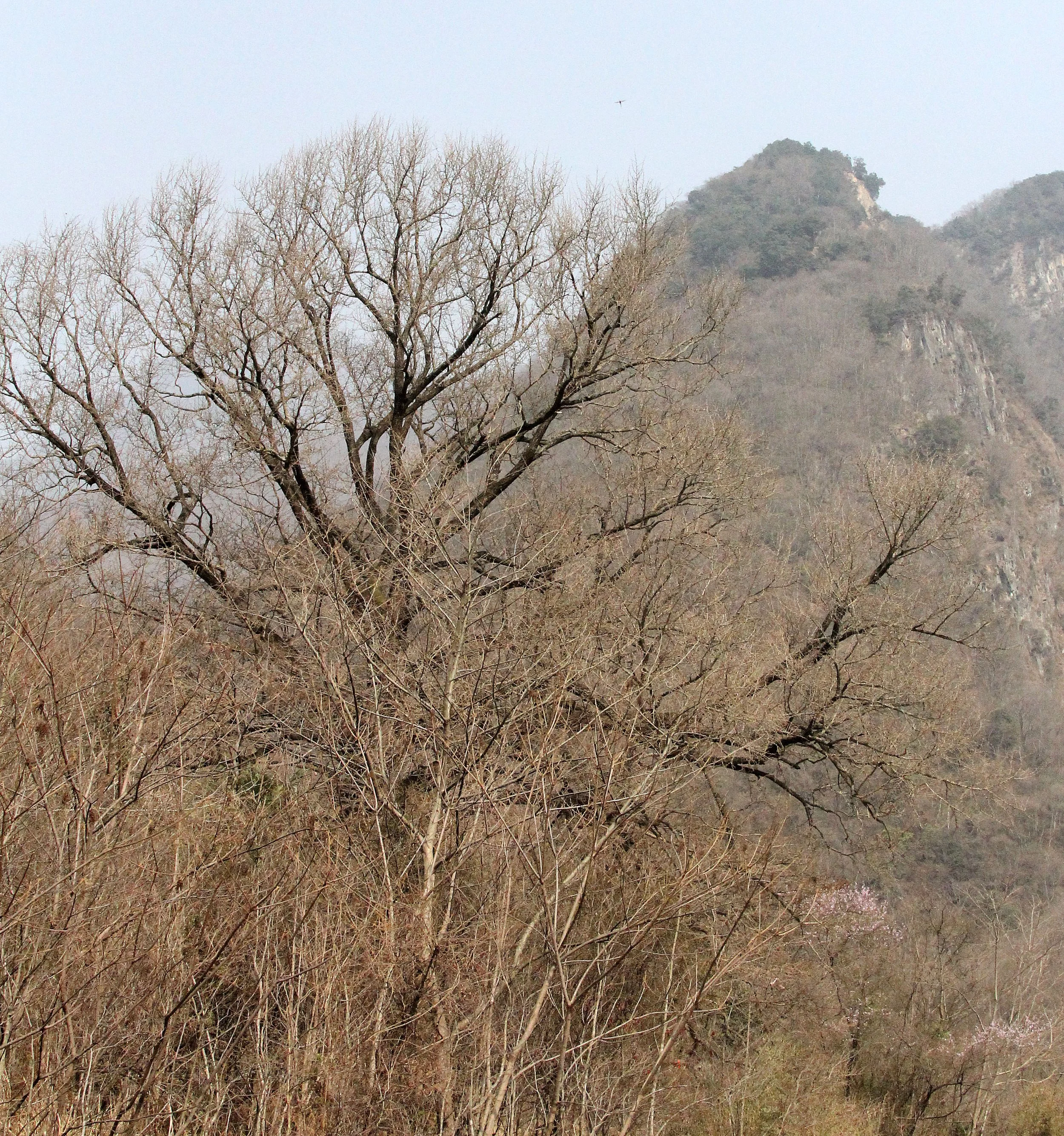 TANGJIAHE NATURE RESERVE, SICHUAN CHINA (47).JPG