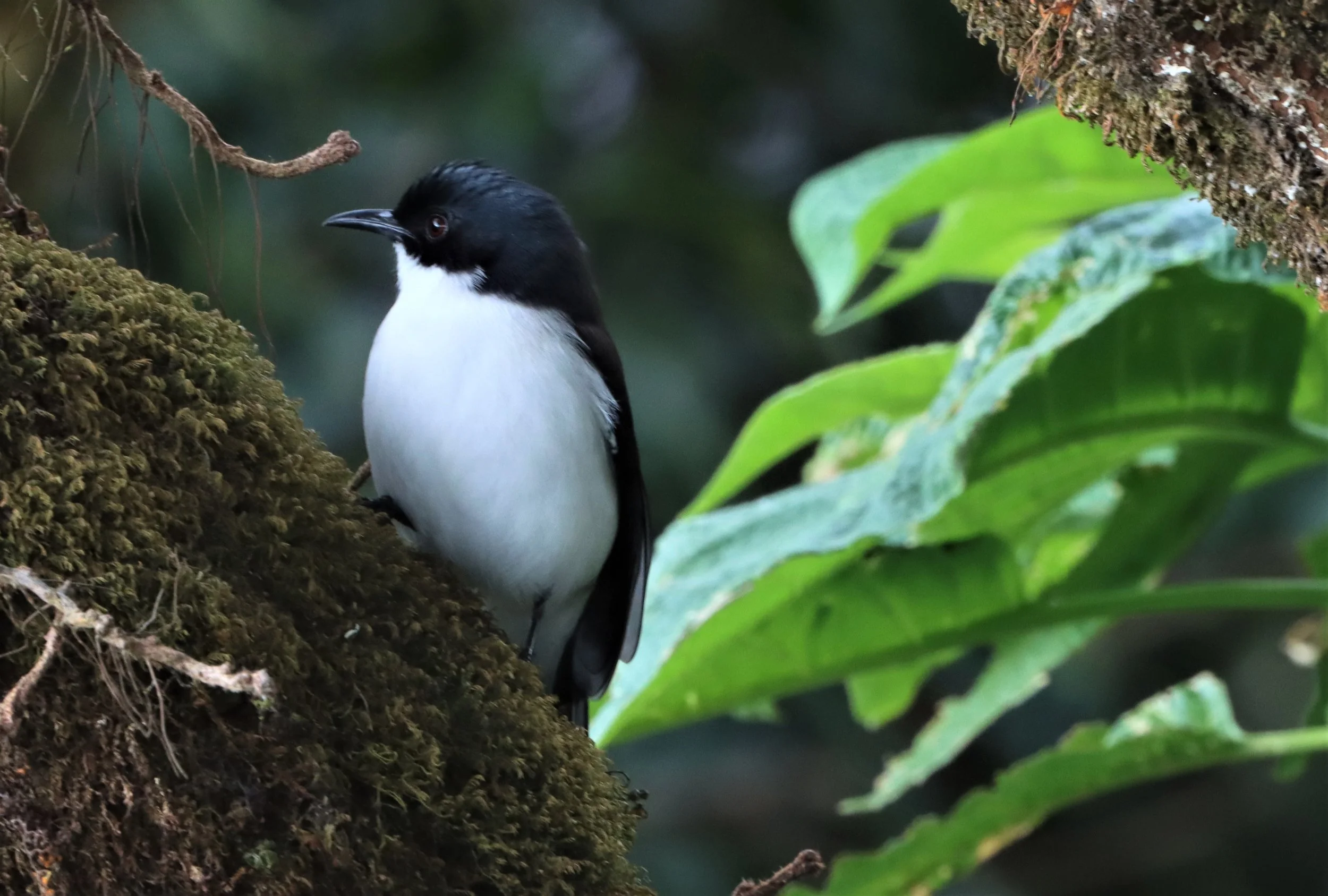 SIBIA - DARK-BACKED SIBIA - Heterophasia melanoleuca - DOI INTHANON CHEDI AND SUMMIT  (1).jpg