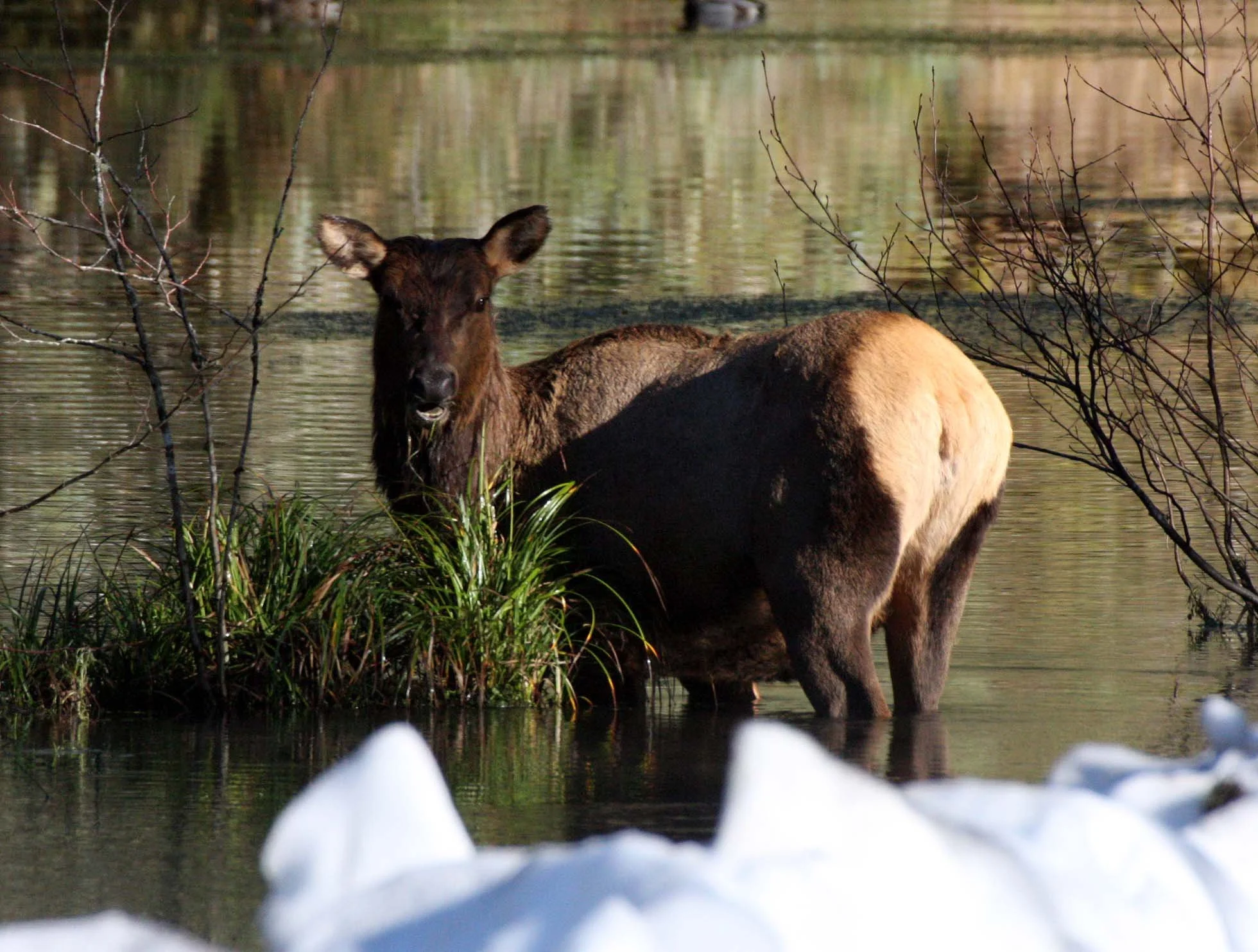 CERVID - ELK- ROOSEVELT ELK - HOH RAINFOREST WA (6).JPG