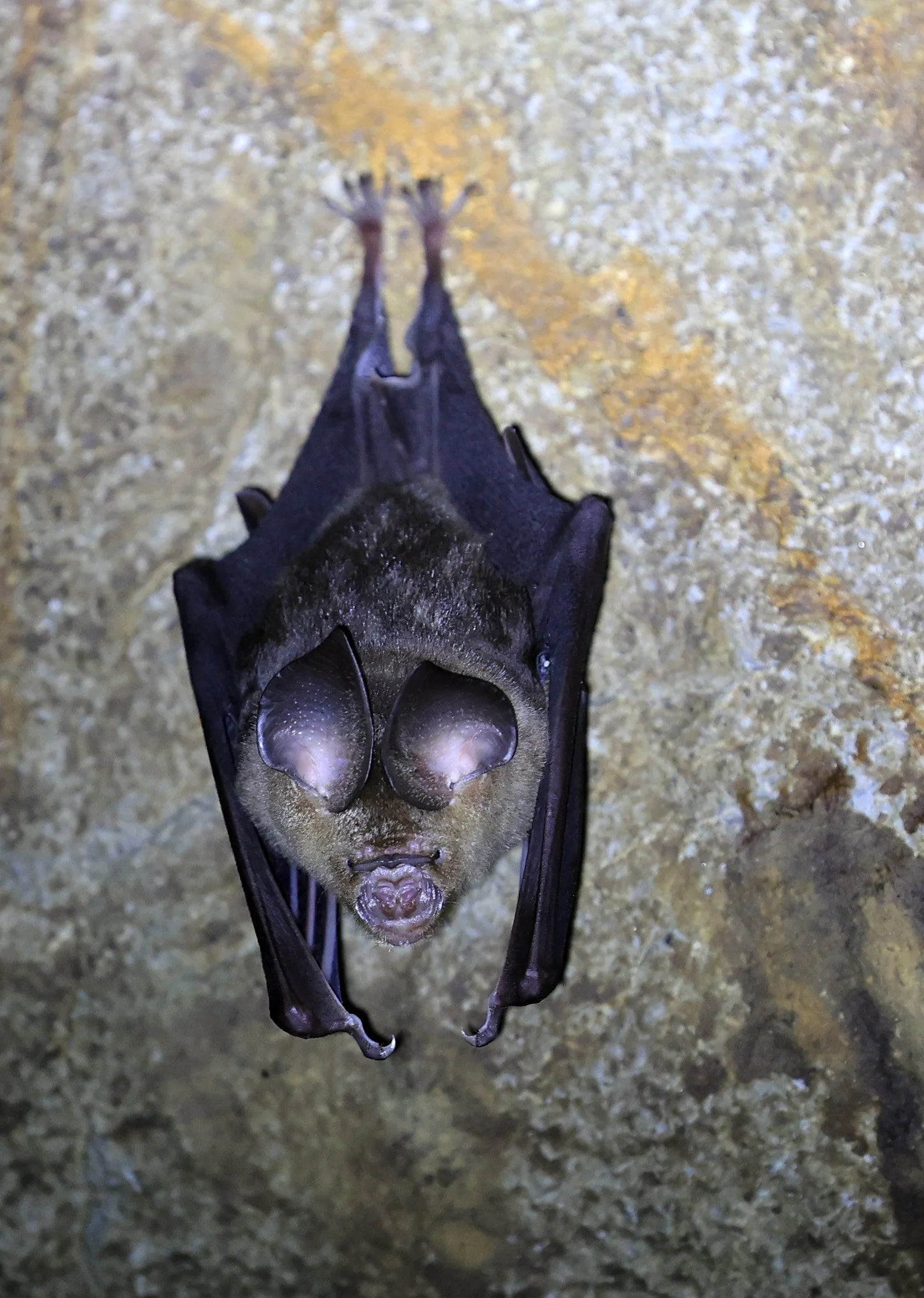 Horsfield’s Leaf-nosed Bat (Hipposideros larvatus) Wat Sa Nam Sai Temple Pak Chong Thailand (11).jpg