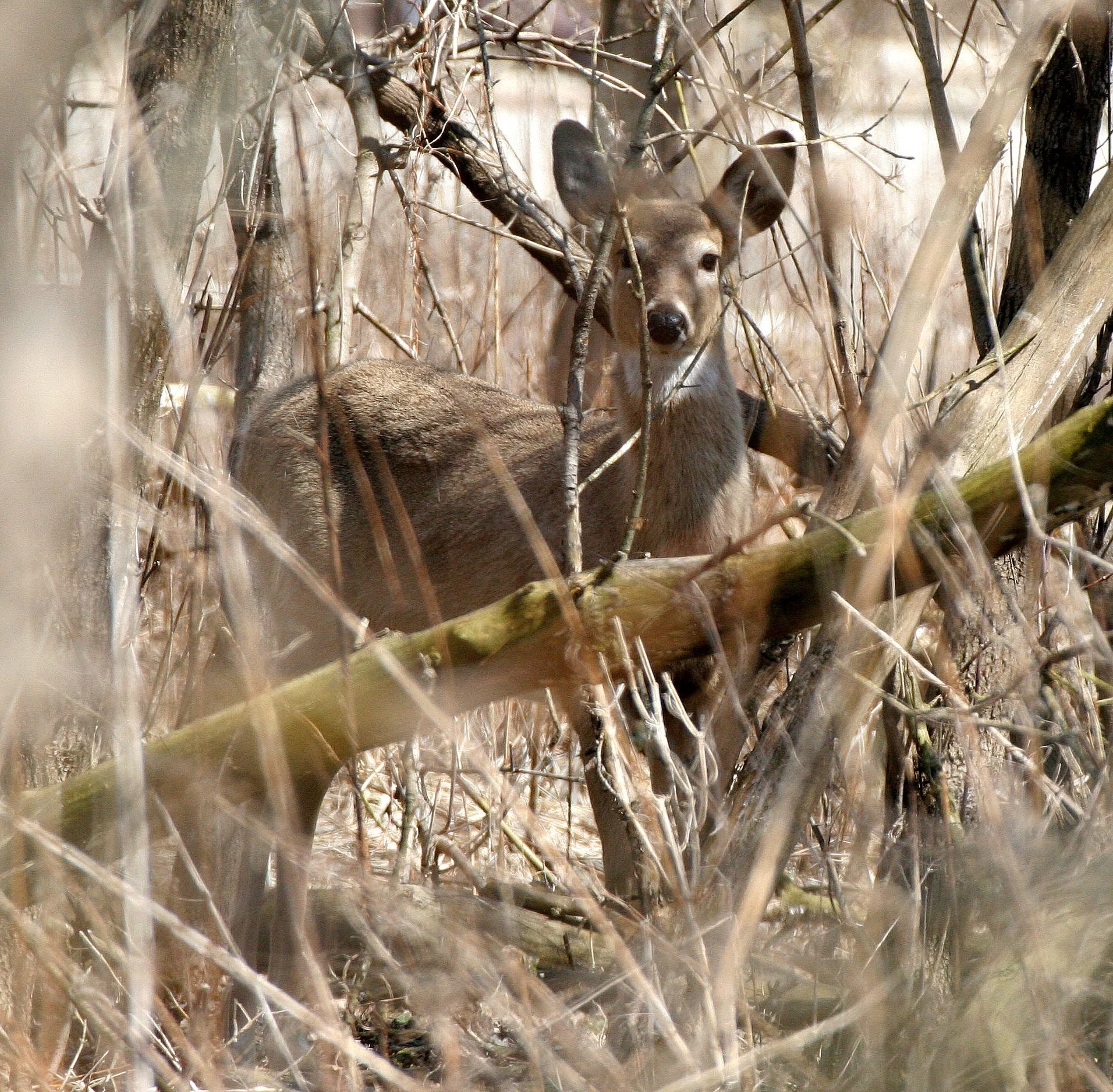 Odocoileus virginianus borealis - NORTHERN WHITE-TAILED DEER - SPRINGBROOK FOREST PRESERVE ILLINOIS (52).JPG