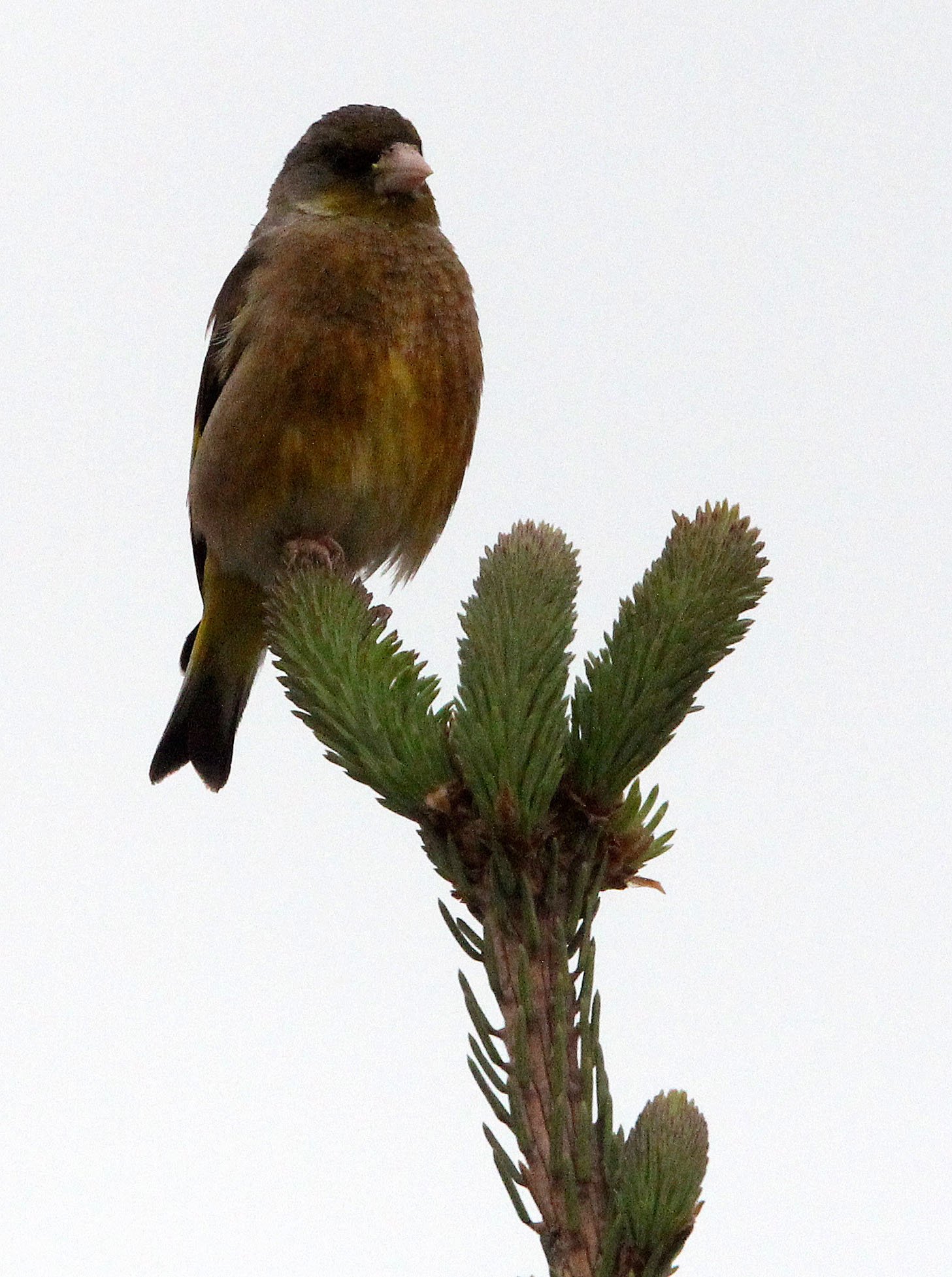 Grey-capped or Oriental Greenfinch (Chloris sinica) Qinghai Lake China (4).JPG