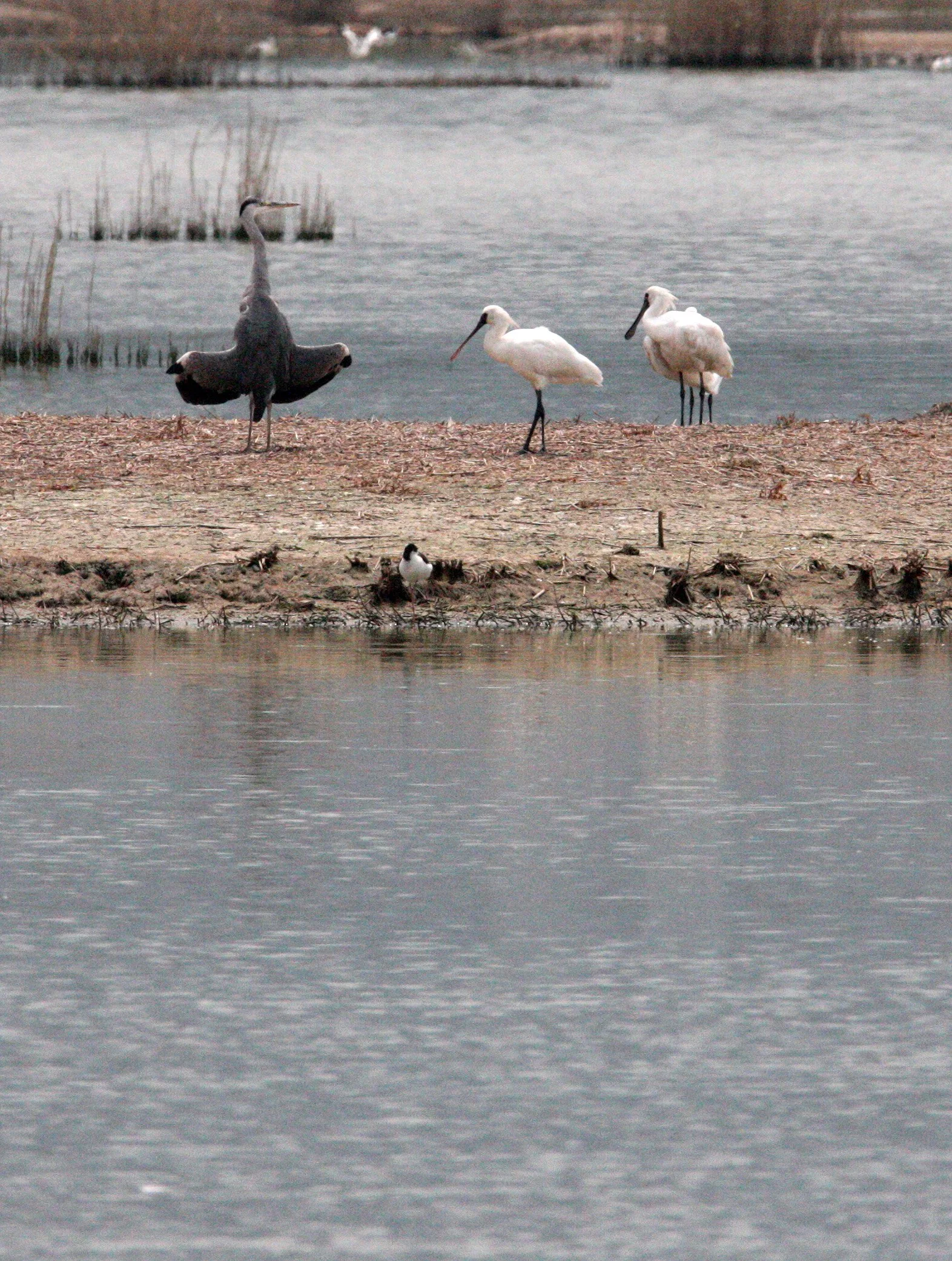 SPOONBILL - BLACK-FACED SPOONBILL - Platalea minor - MAI PO WETLANDS HONG KONG (120).JPG