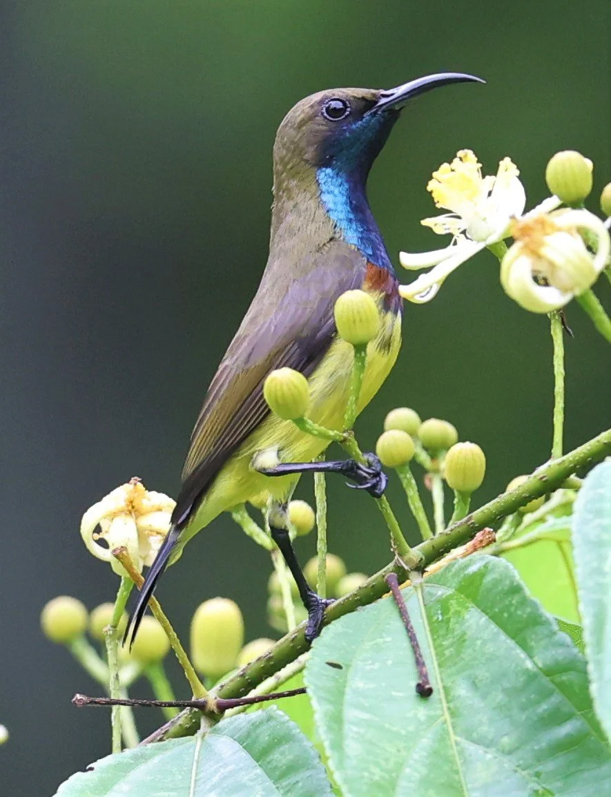 SUNBIRD - OLIVE-BACKED SUNBIRD - Nectarinia jugularis - KAENG KRACHAN NATIONAL PARK 16 OCT 2021 (5).jpg