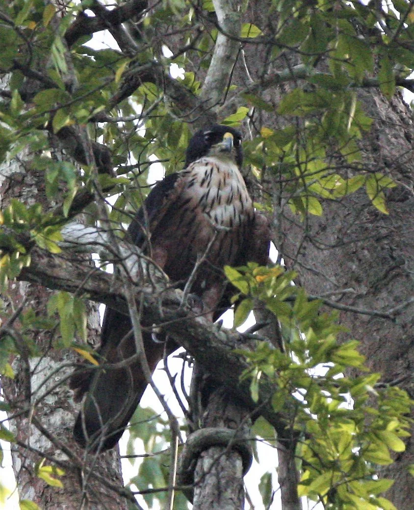 Hieraaetus kienerii - RUFOUS-BELLIED EAGLE - KAENG KRACHAN NP THAILAND aa1.jpg