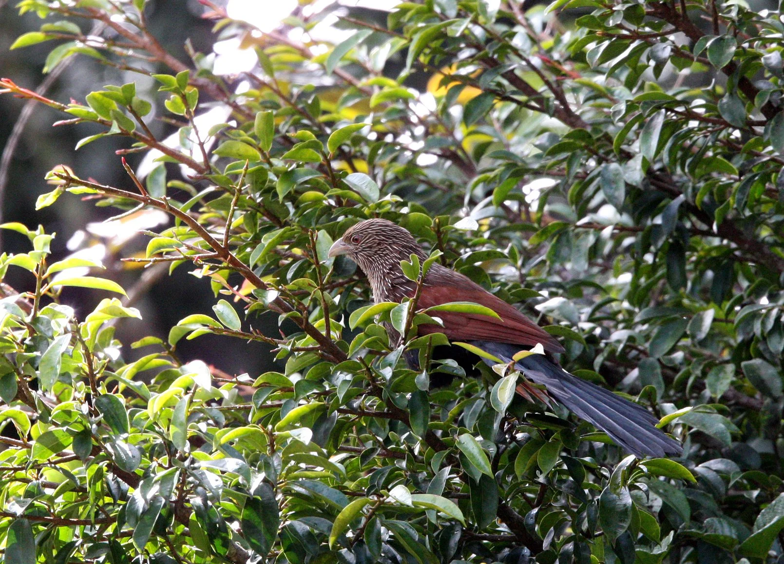 Madagascar Coucal (Centropus toulou) Mantadia NP Madagascar (10).JPG