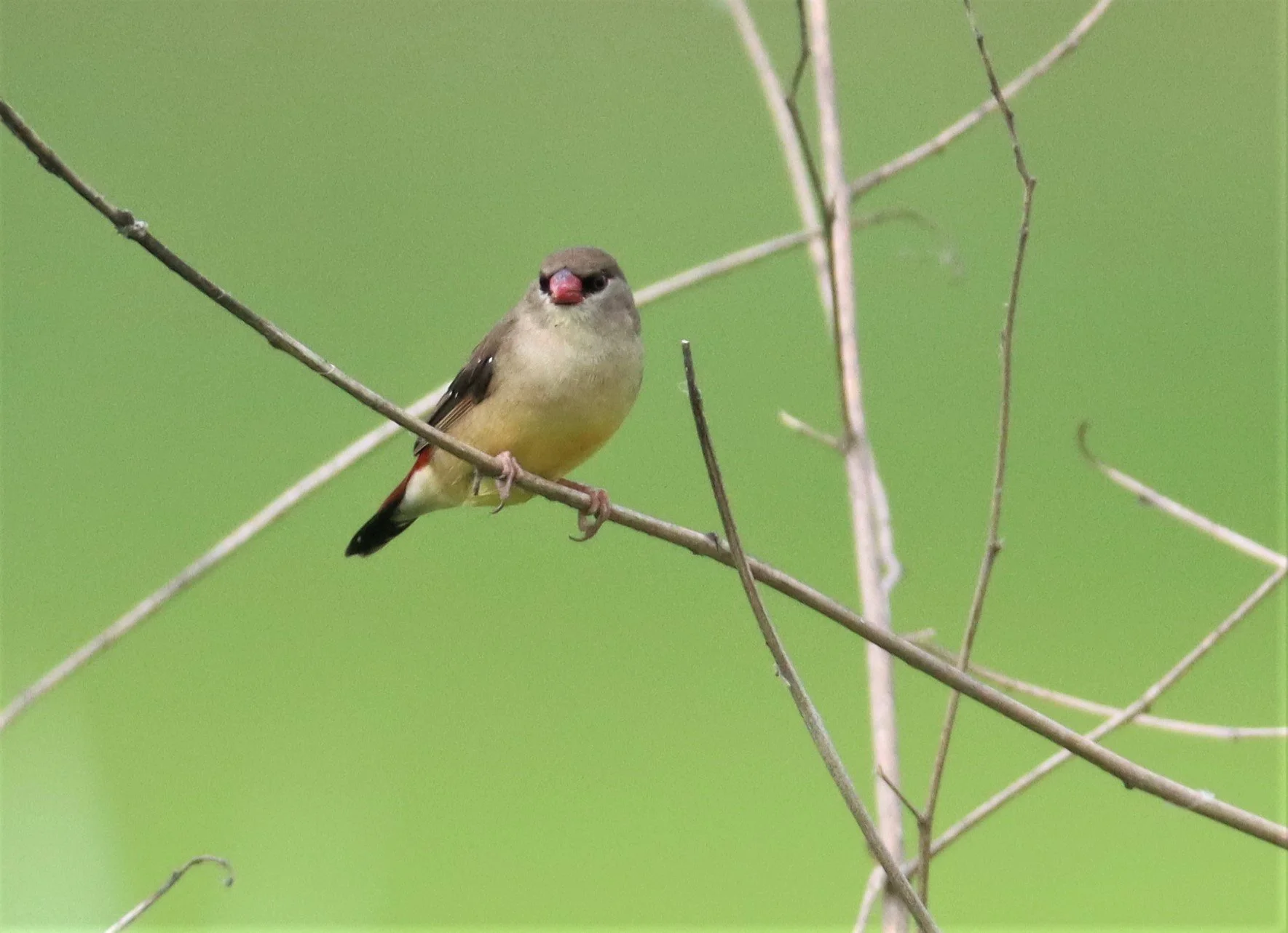 RED AVADAVAT - Amandava amandava - LAT KRABANG WETLANDS THAP YAO (49).jpg