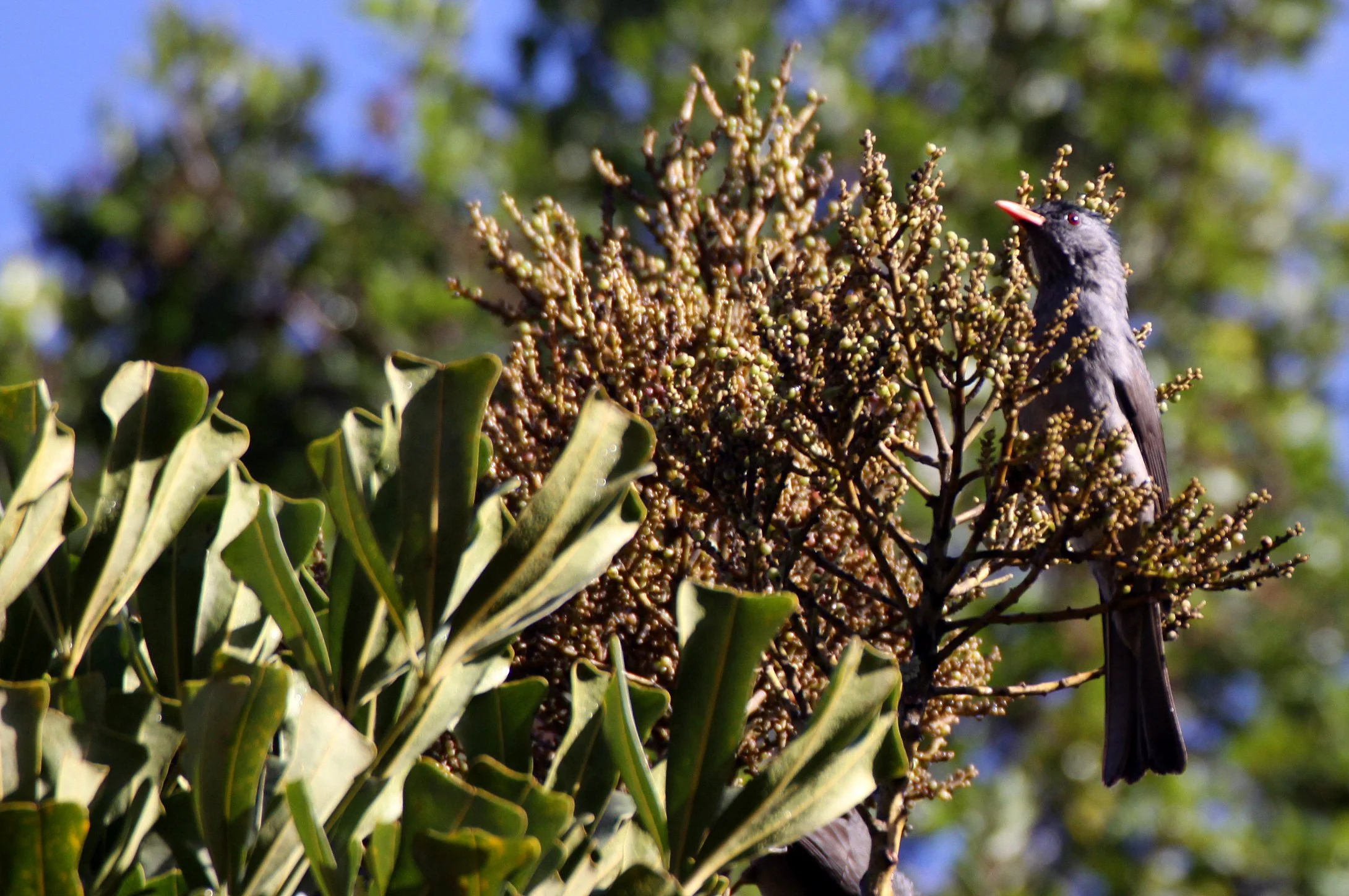 BULBUL - MADAGASCAR BULBUL - Hypsipetes madagascariensis - MANTADIA NATIONAL PARK MADGASCAR (4).JPG