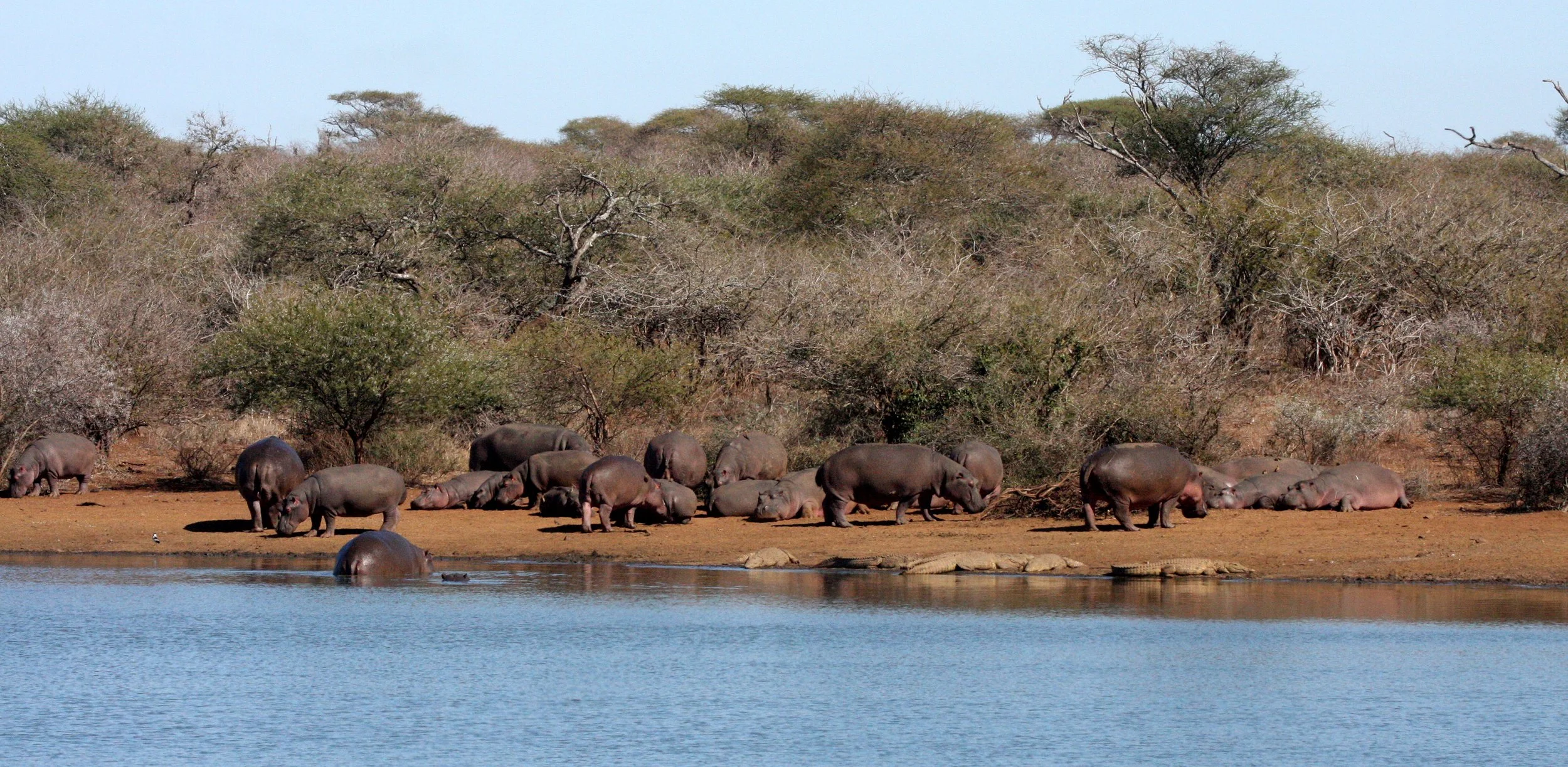 Hippopotamus amphibius capensis - CAPE (SOUTHERN AFRICA) HIPPOPOTAMUS - KRUGER NATIONAL PARK SOUTH AFRICA - OLIFANT RIVER (19).JPG