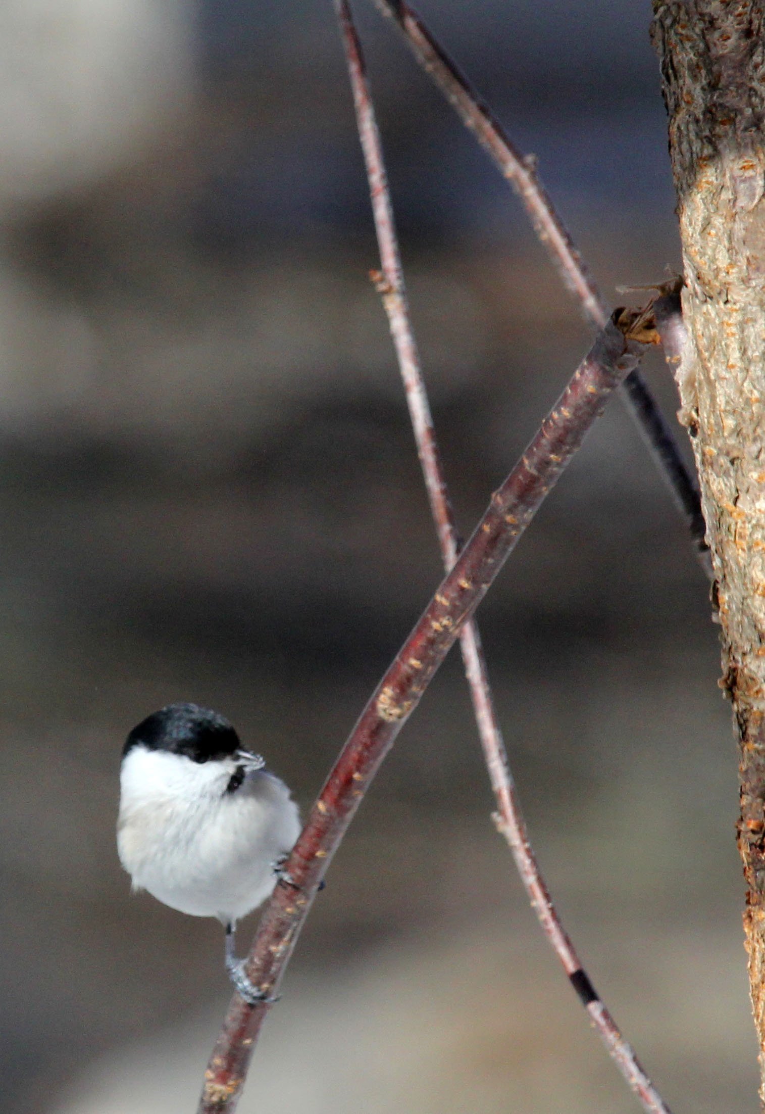 Willow Tit (Poecile montanus) Yoroushi Spa, Hokkaido Japan (1).JPG