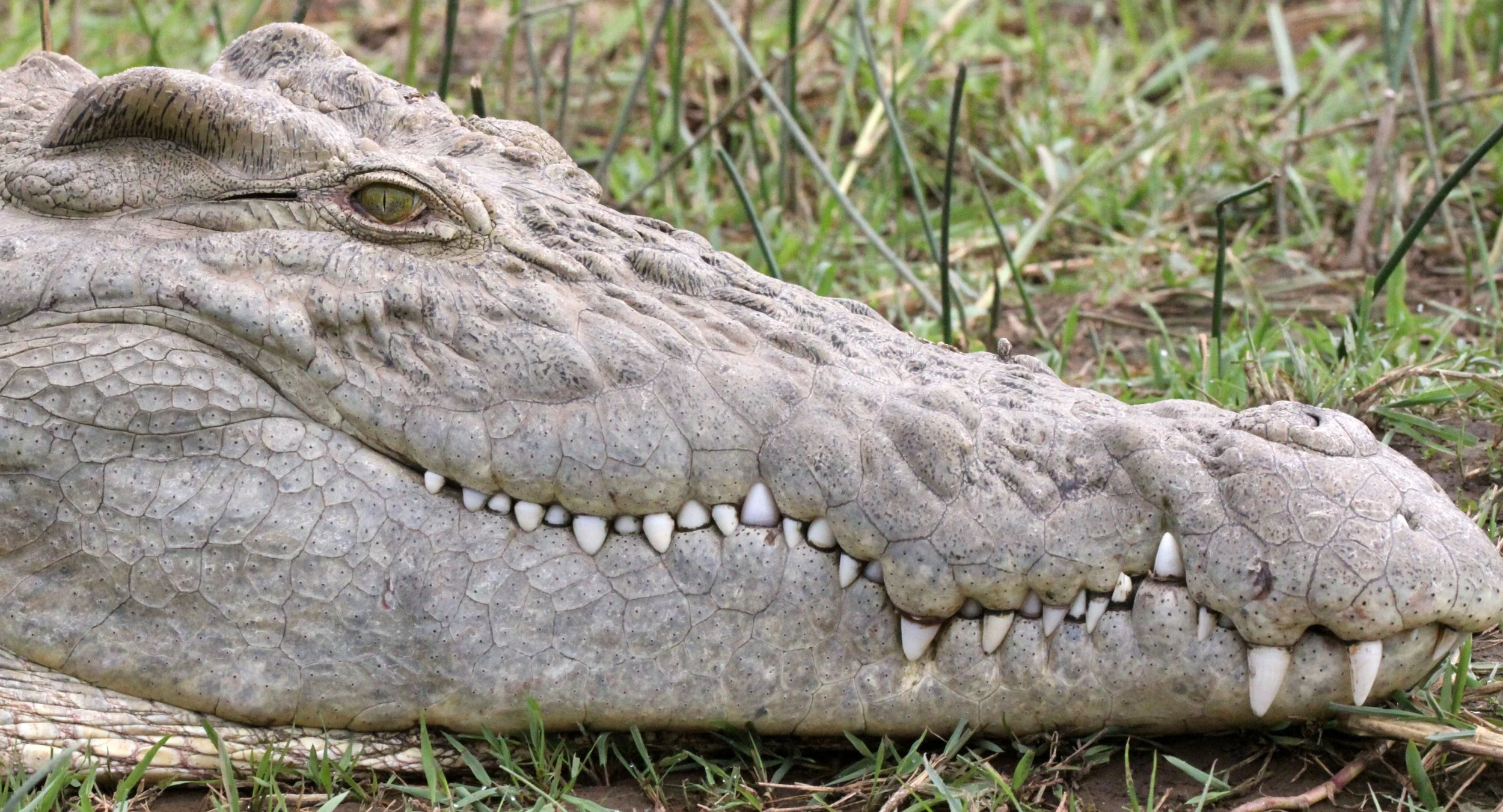 Crocodylus niloticus niloticus - ETHIOPIAN NILE CROCODILE - NECH SAR NATIONAL PARK ETHIOPIA (70).JPG