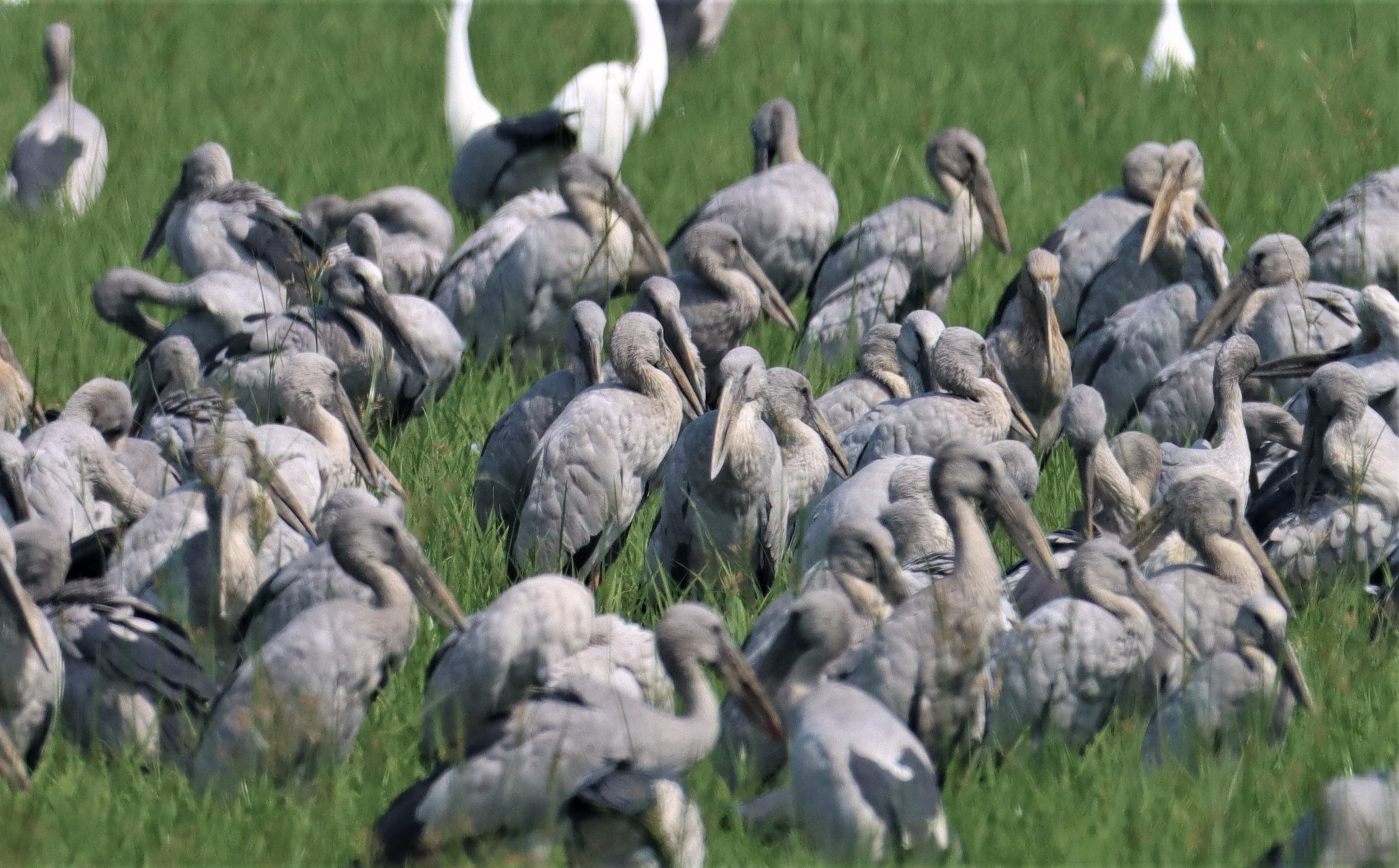 STORK - ASIAN OPENBILL - Anastomus oscitans - BANG KHAEM WETLANDS NAKHON PATHOM (34).jpg
