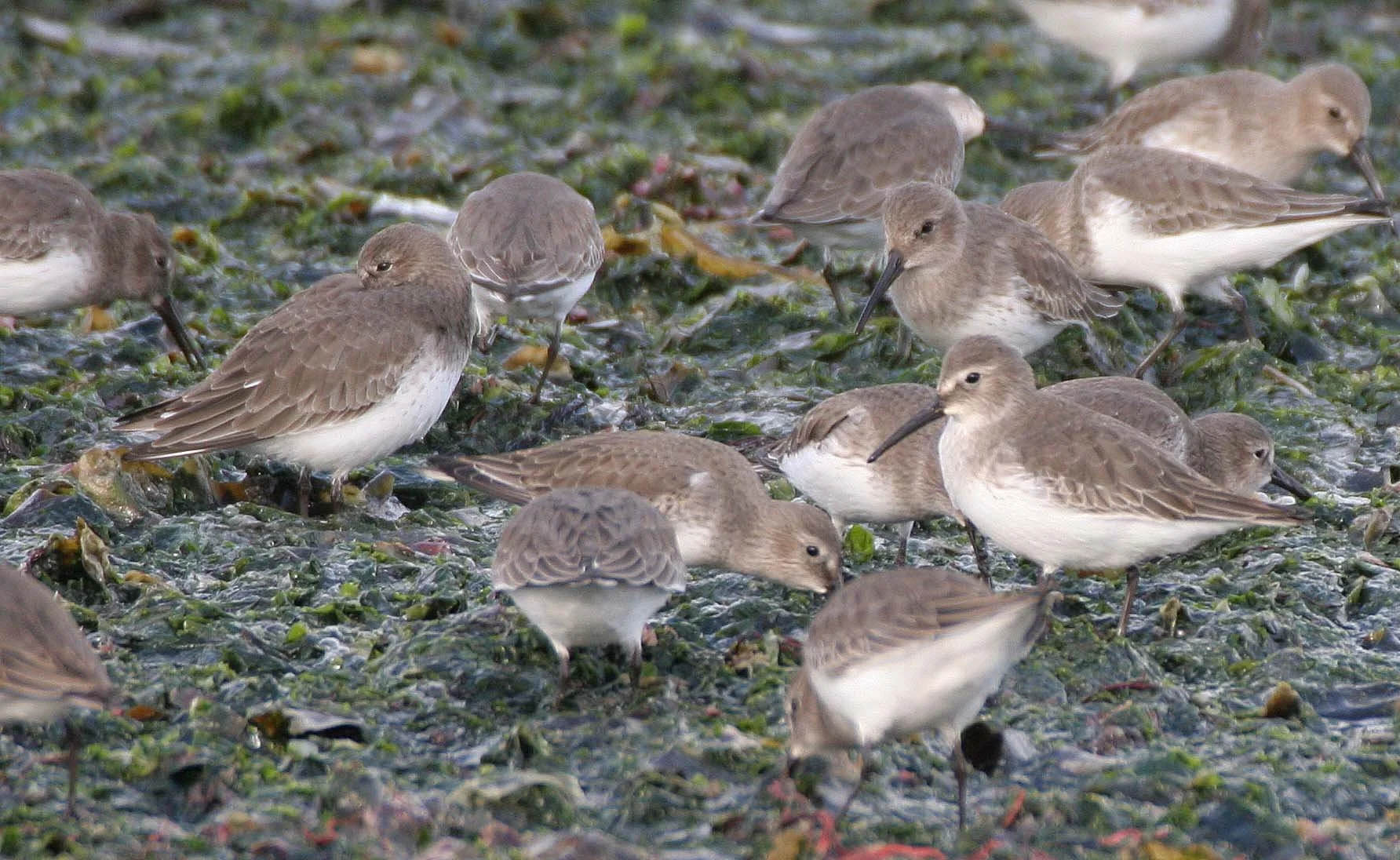 BIRD - DUNLINS - THREE CRABS (10).jpg