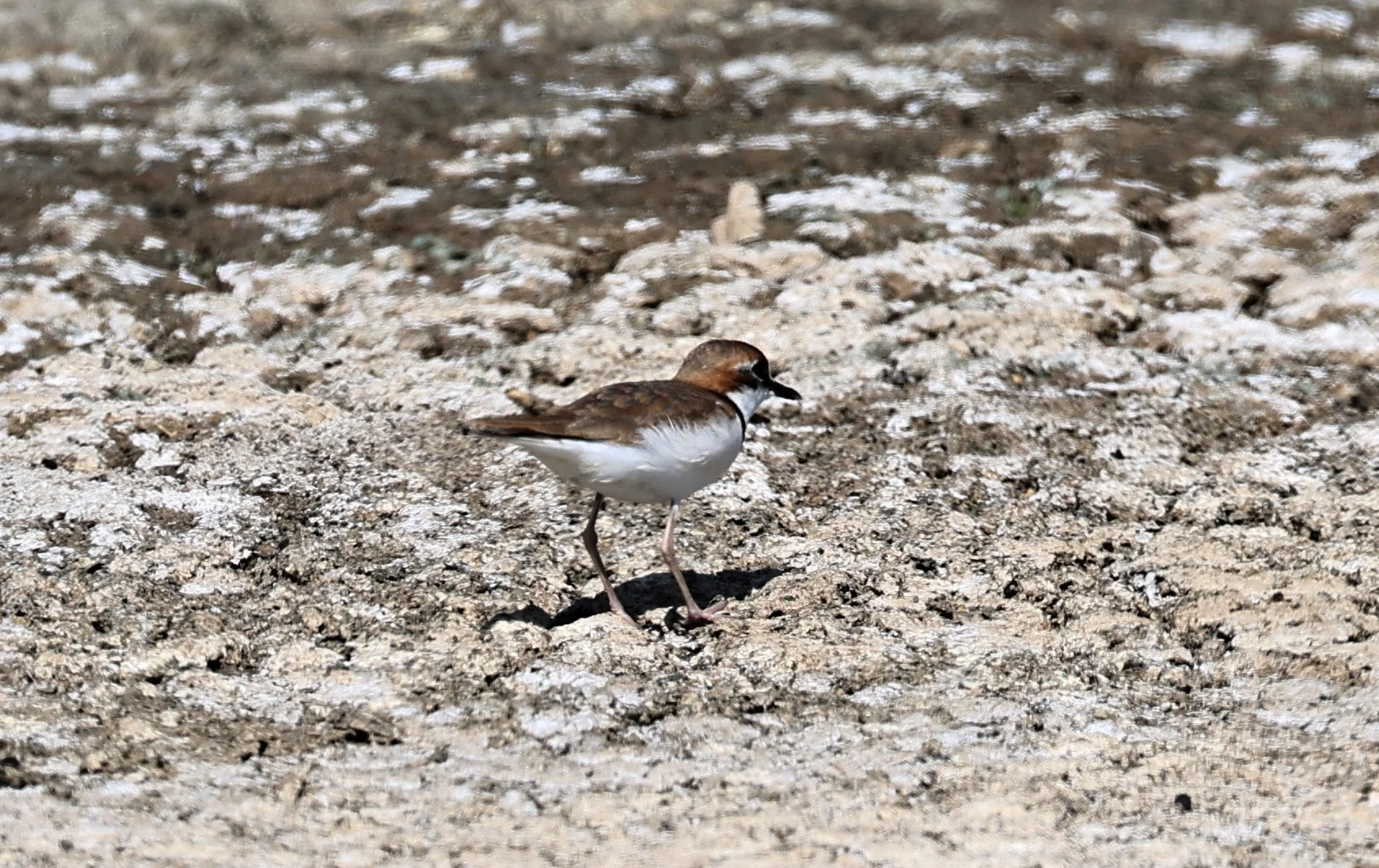 Collared Plover (Anarhynchus collaris) Chaco Lodge & Laguna Salada Paraguay (10).jpg