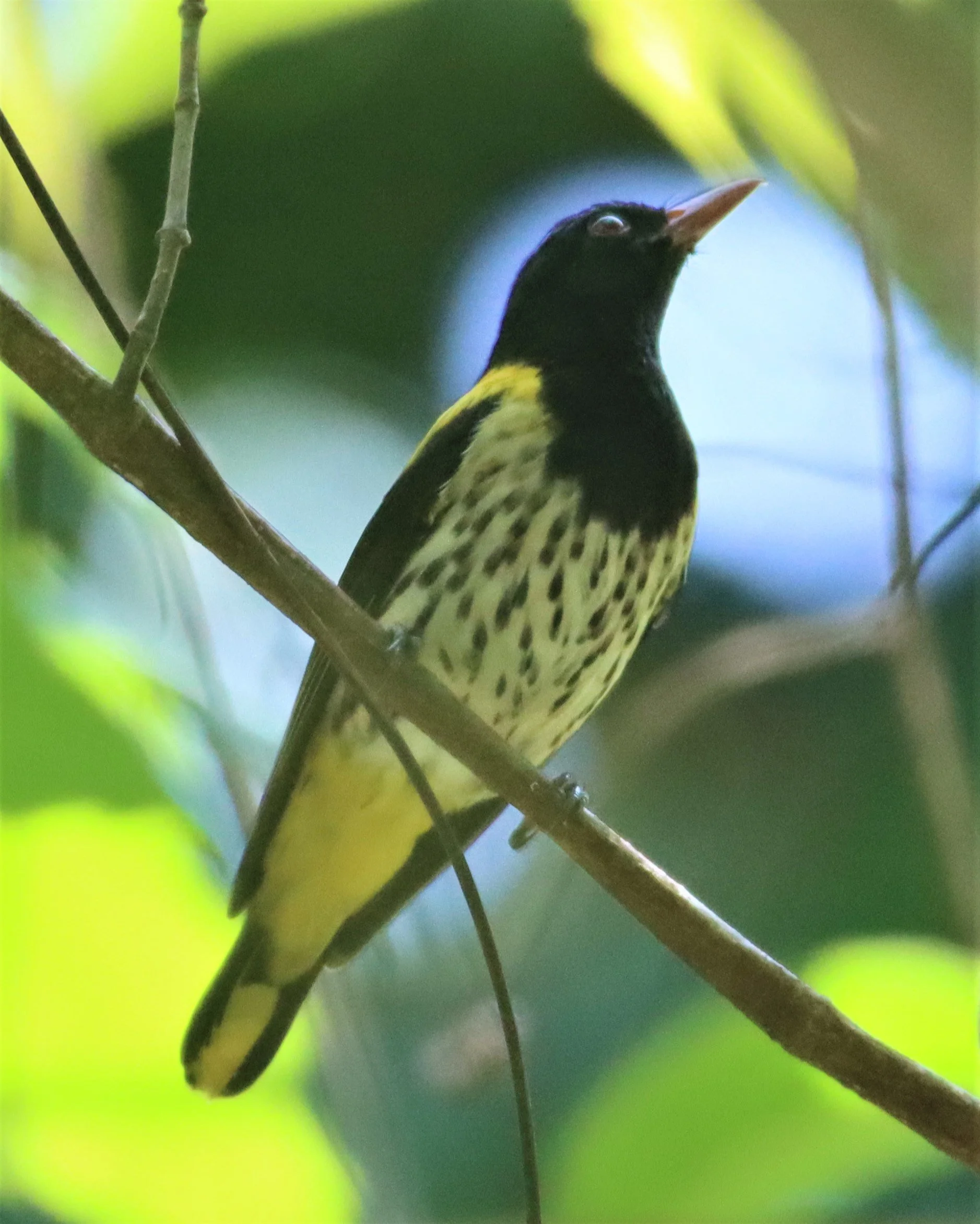 Dark-throated Oriole (Oriolus xanthonotus) Krung Chin Khao Luang NP Thailand (6).jpg
