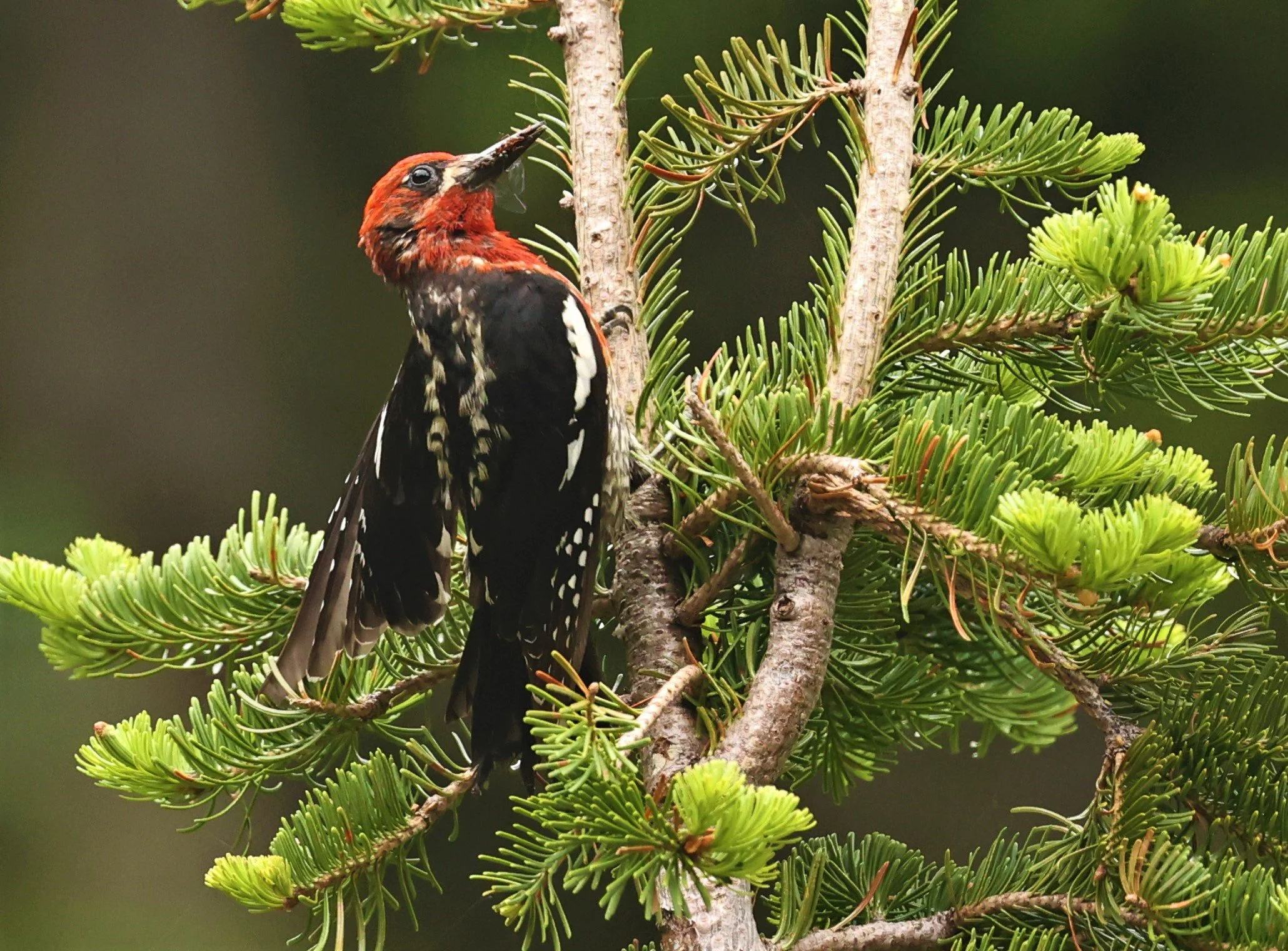 Sphyrapicus ruber - RED-BREASTED SAPSUCKER - MOUNT RAINIER NATIONAL PARK WASHINGTON (24).jpg
