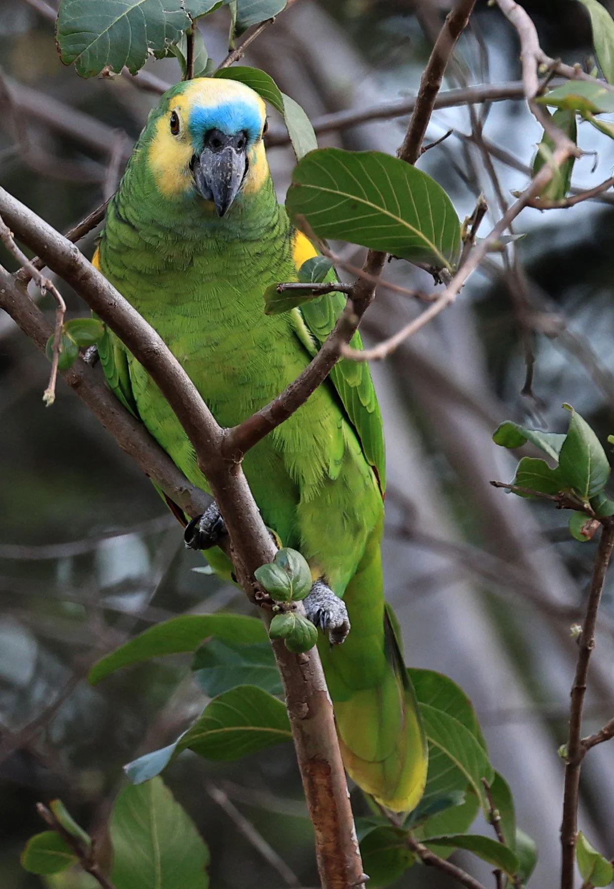 Blue-fronted Amazon (Amazona aestiva) Estancia Campo'í Paraguay (15).jpg