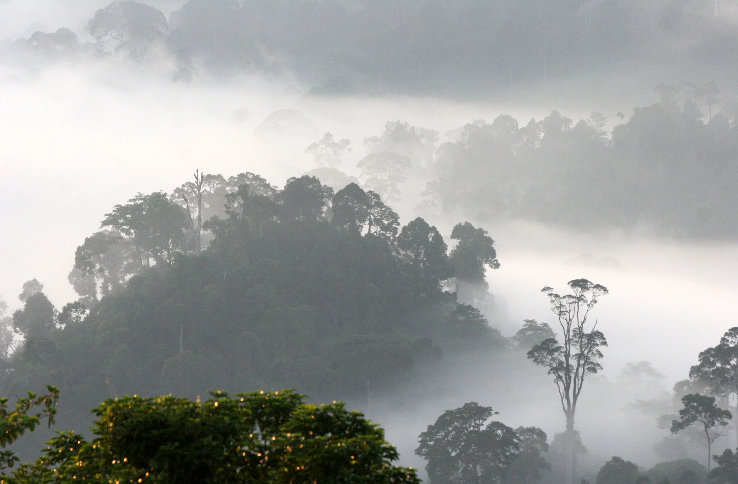 DANUM VALLEY BORNEO - SUNRISE OVER THE DANUM (78).JPG
