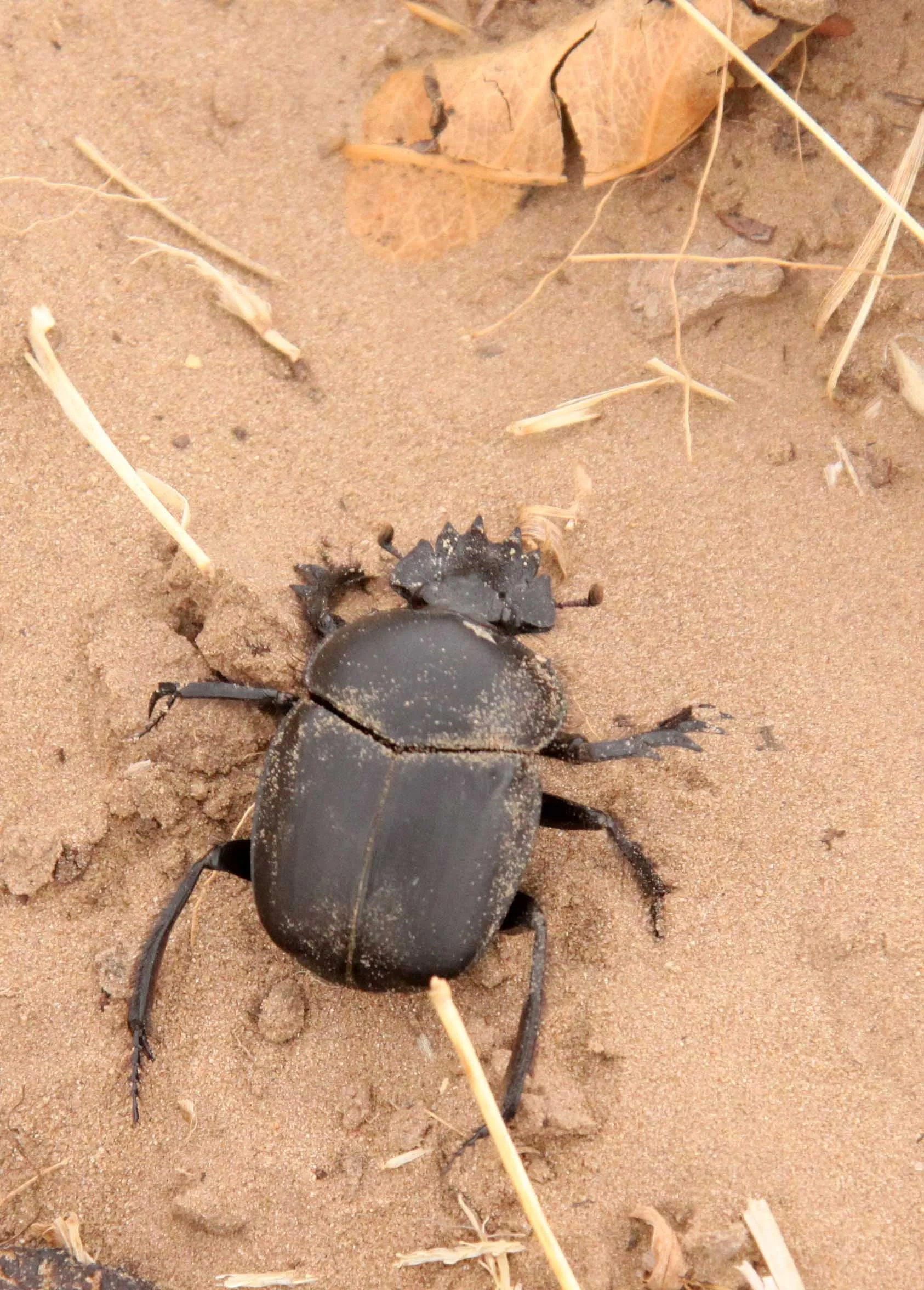 Scarabaeus sacer - Kulun Qi, Inner Mongolia China (3).JPG