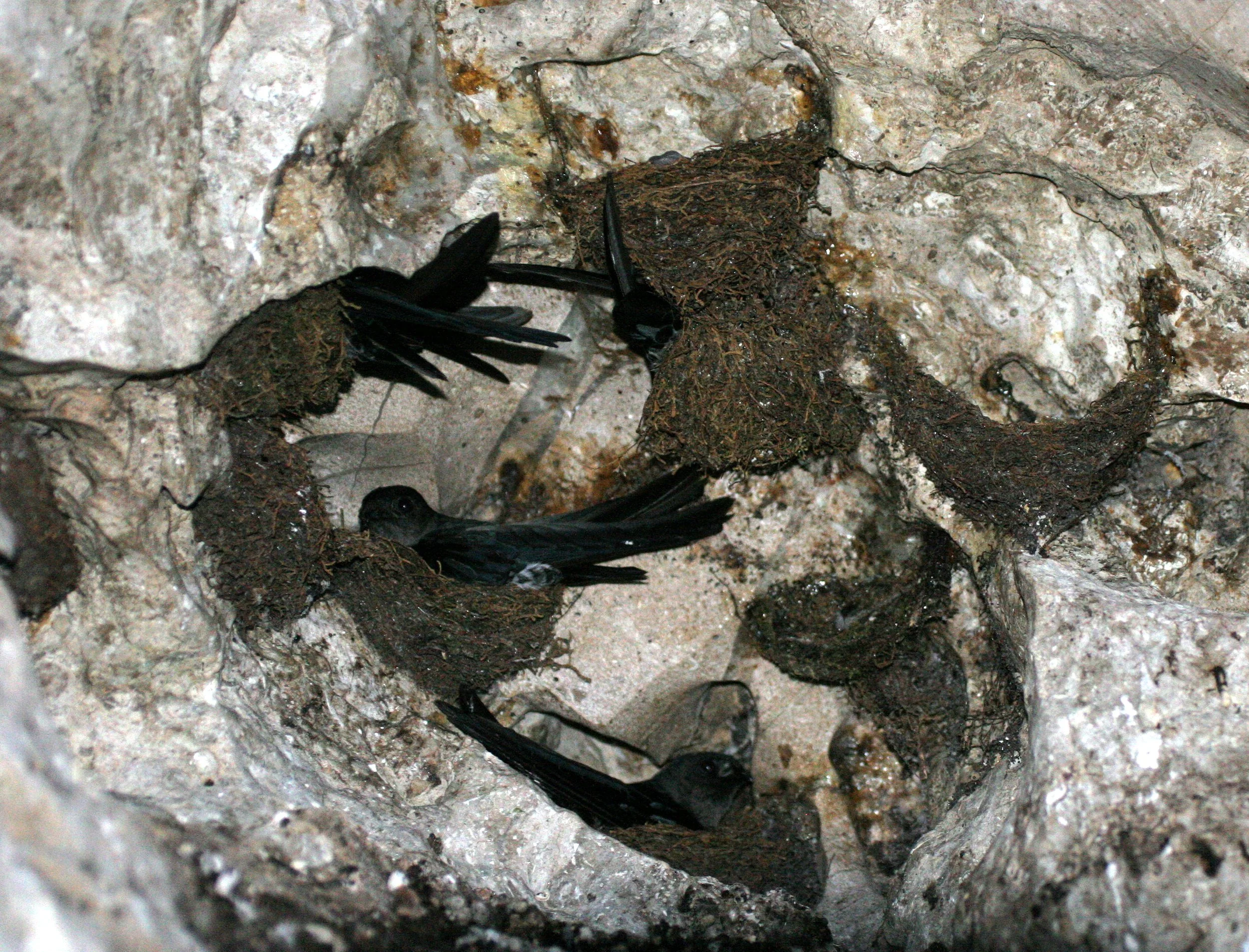 Black-nest Swiftlet (Collocalia maxima) Gamontong Caves Borneo (15).JPG
